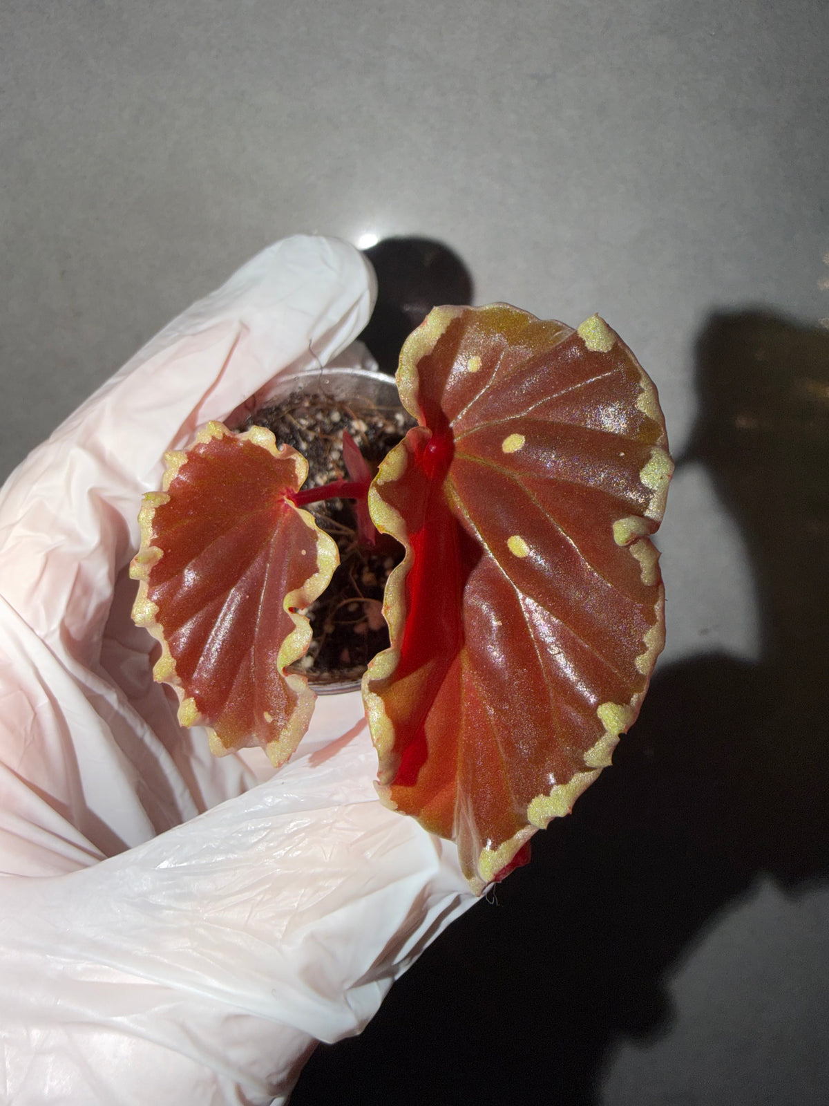 🥷Begonia Darthvaderiana(Green Spot)