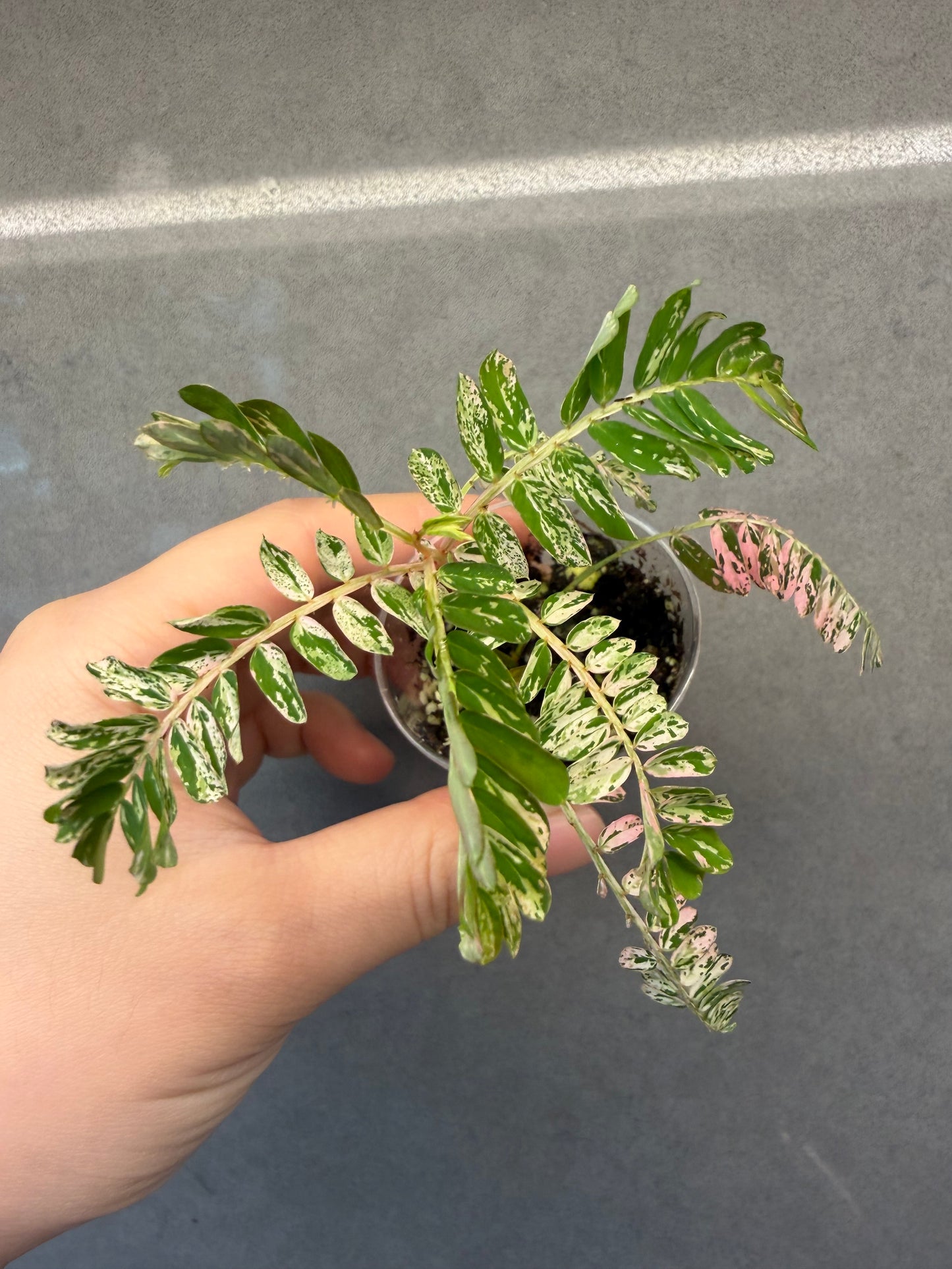 🌸Phyllanthus Urinaria Pink Variegated