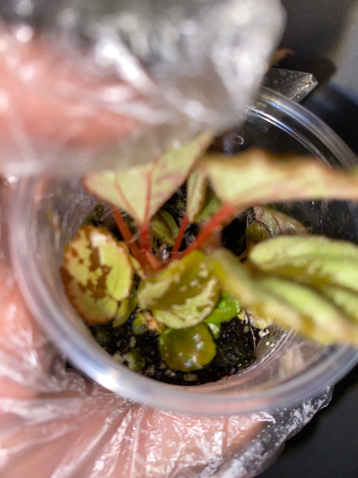 🌿 Begonia aketajawensis (Green)