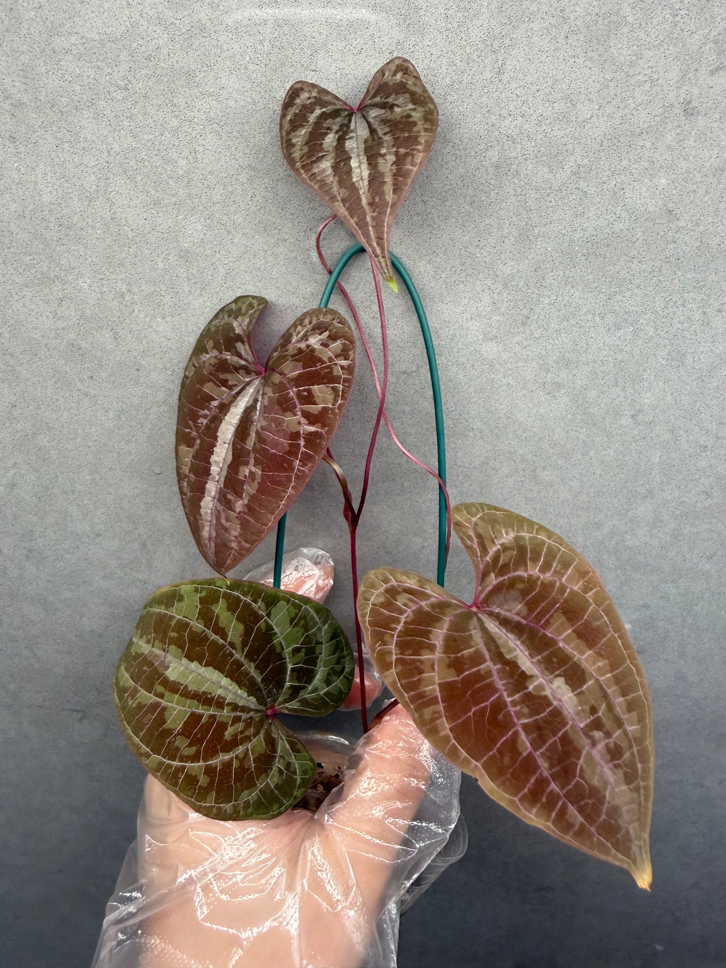 🌿 Dioscorea discolor