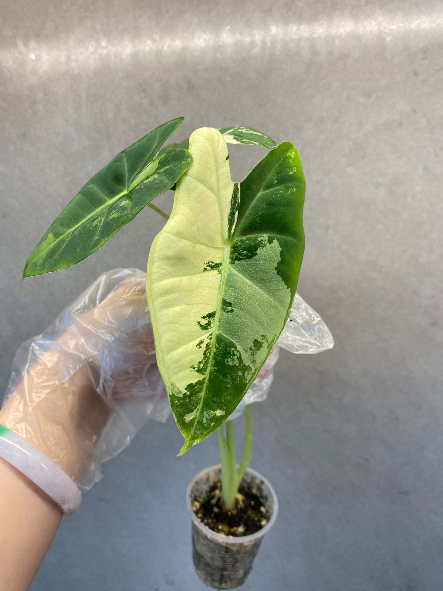 🌿 Alocasia ‘Frydek’ albo var.