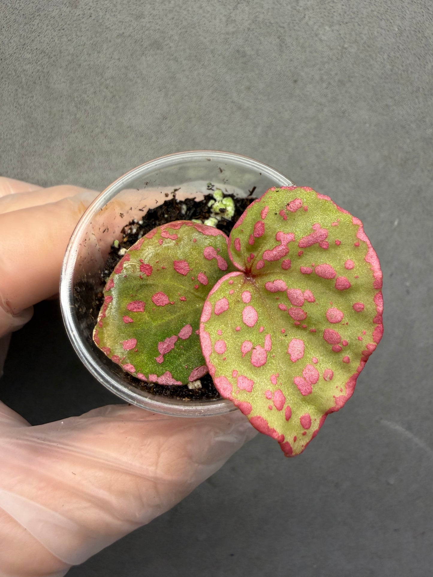 🌸Begonia Roseopunctata