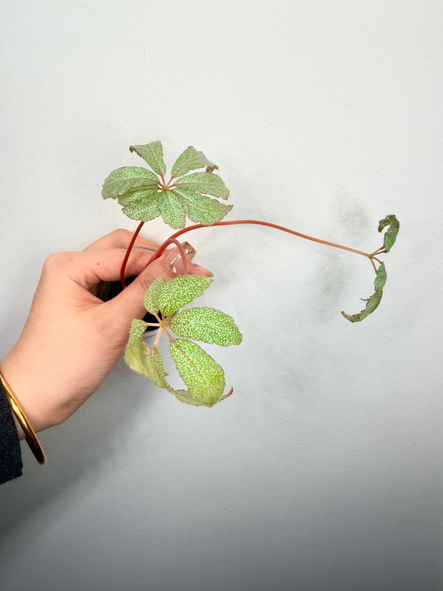 ✨ Begonia ‘Frost Star’ ✨