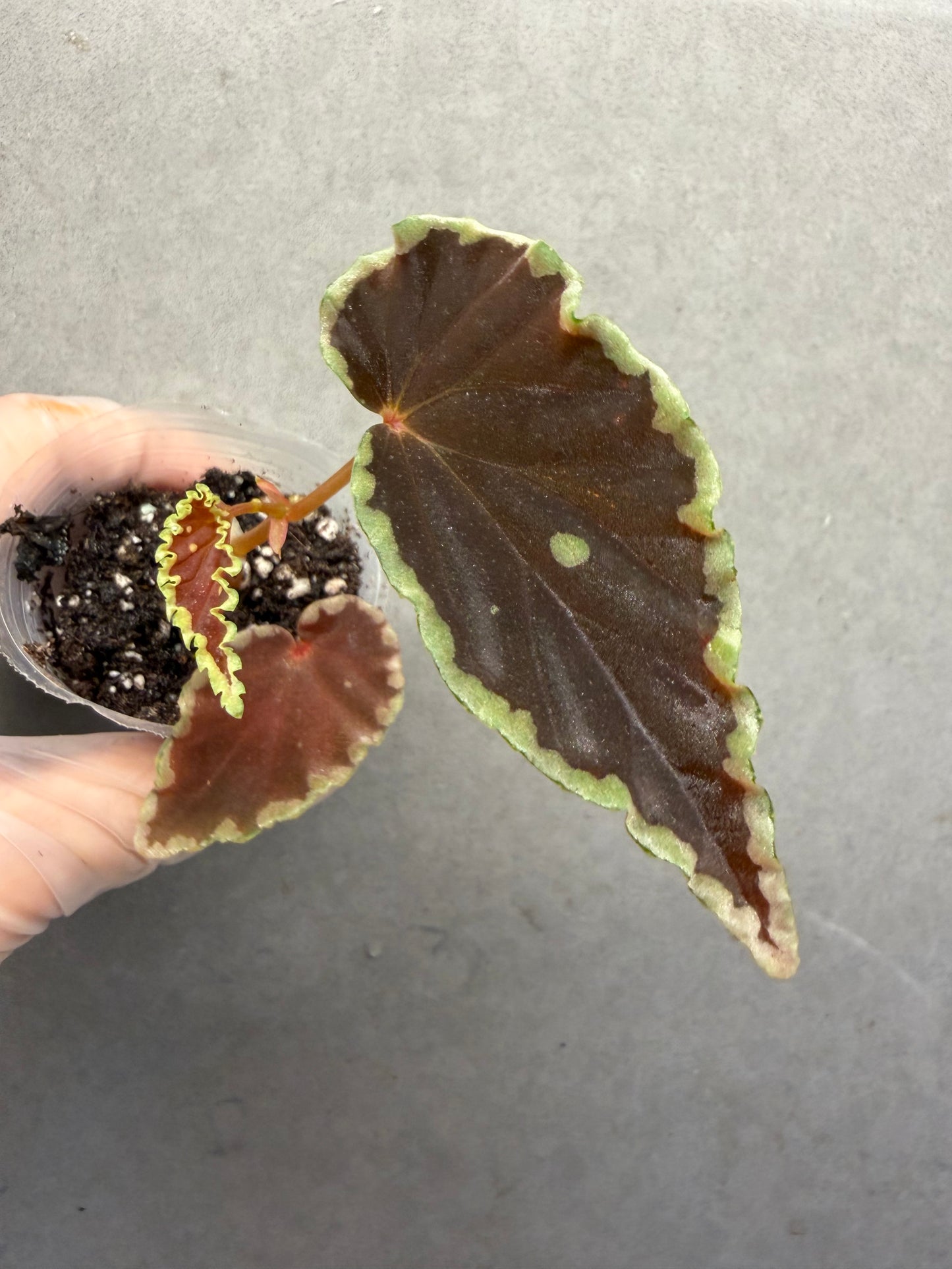 🥷Begonia Darthvaderiana(Green Spot)