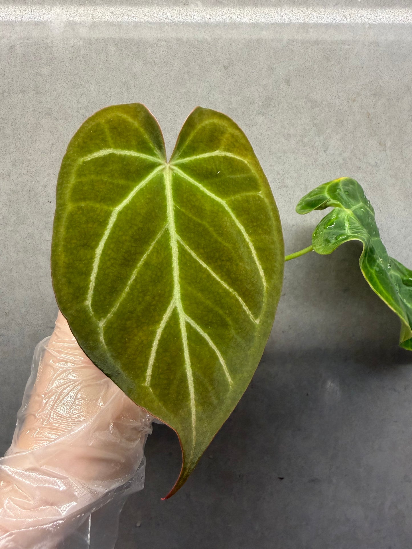 🌿 Anthurium red Crystallinum * Papi