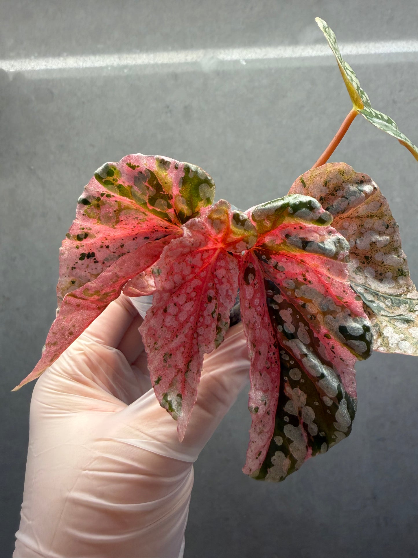 🌸Begonia snow capped pink var