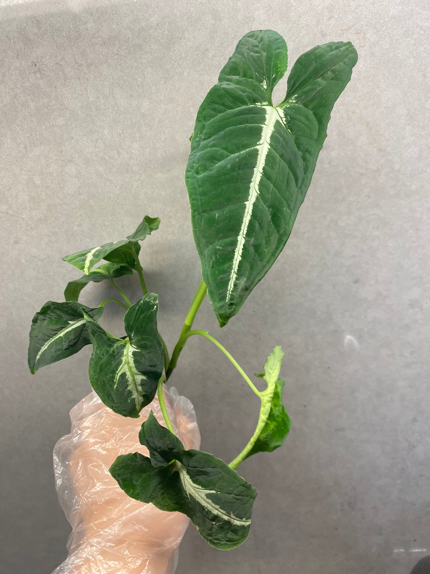 🌿 Syngonium wendlandii