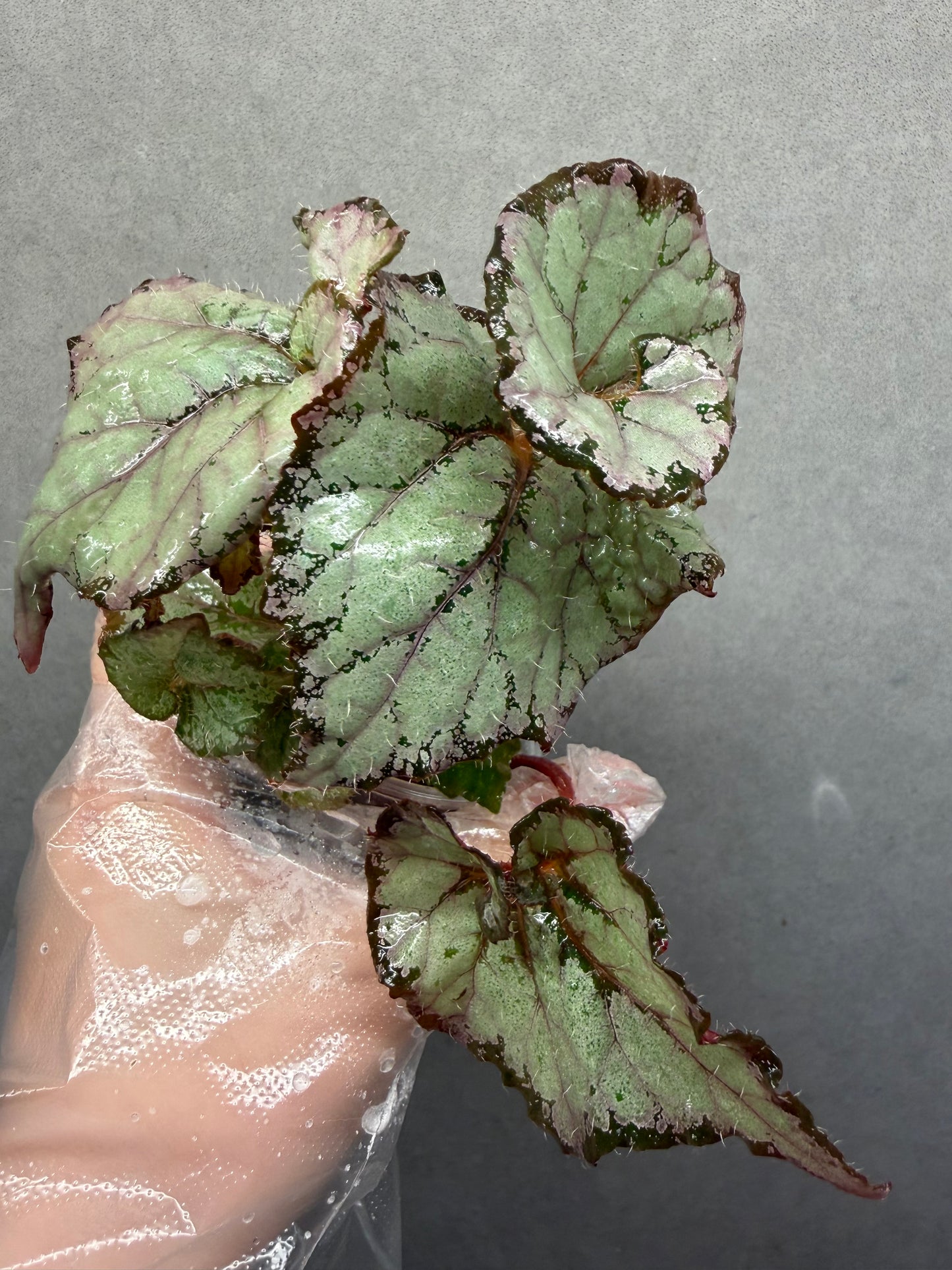 🌿 Begonia ‘DS Amor Amor’