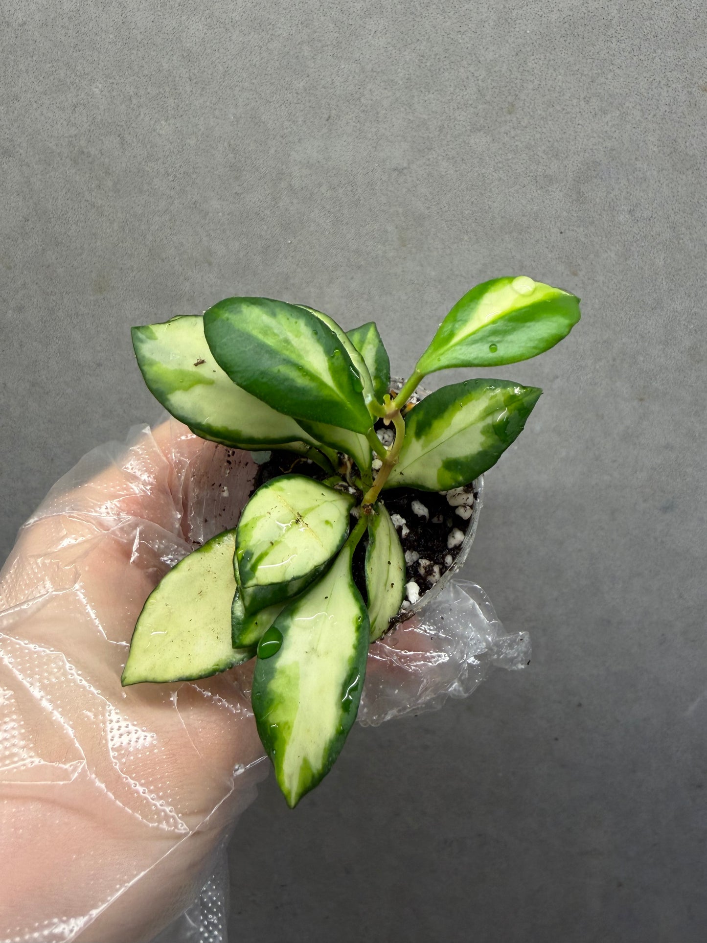 Hoya Heuschkeliana Variegata