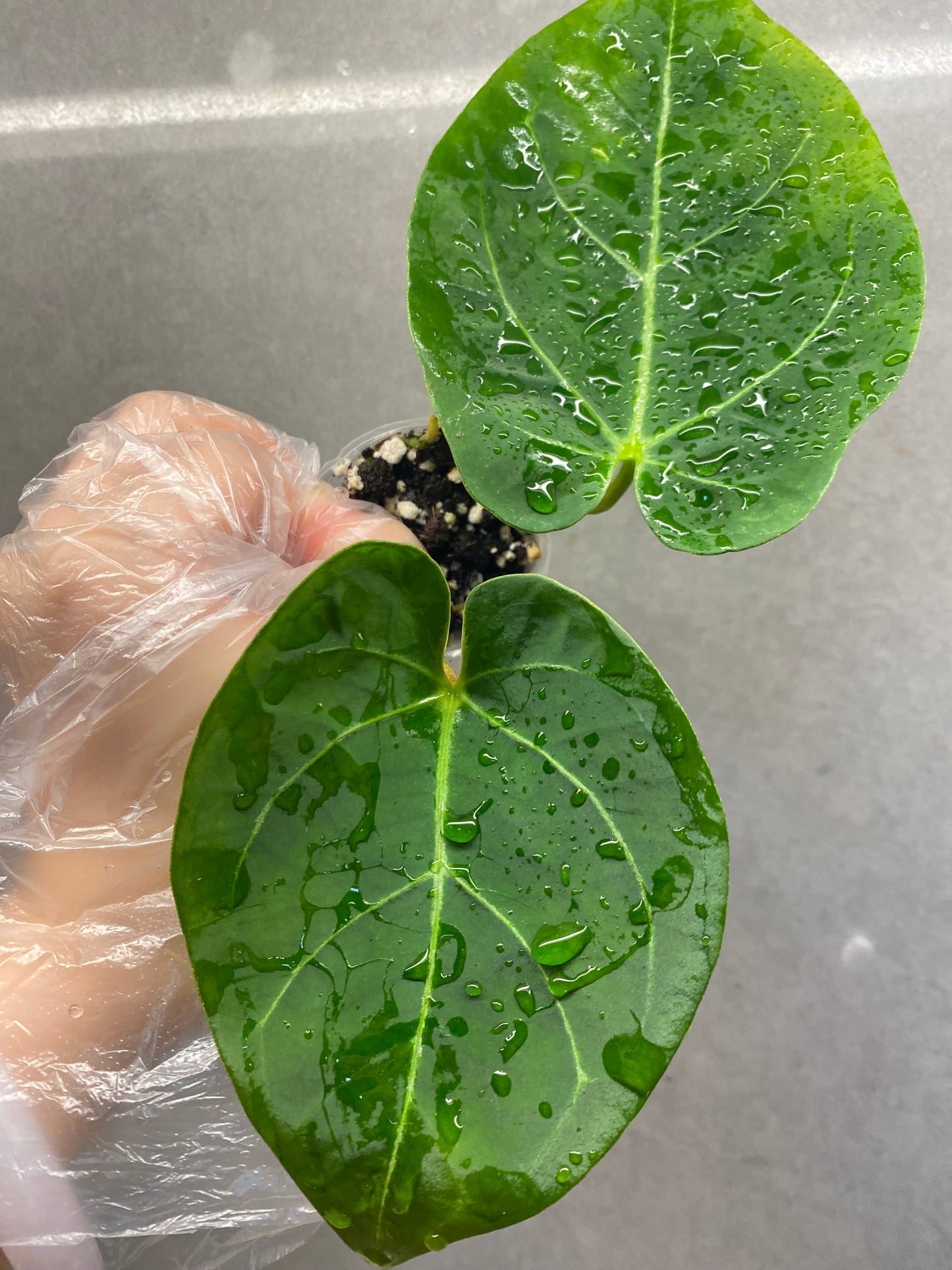 🌿 Anthurium KOS × Black Crystallinum