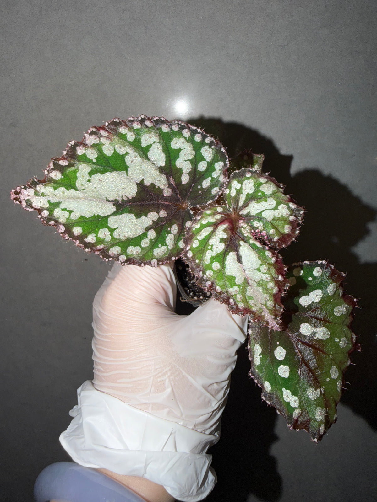 🌿Begonia M&M
