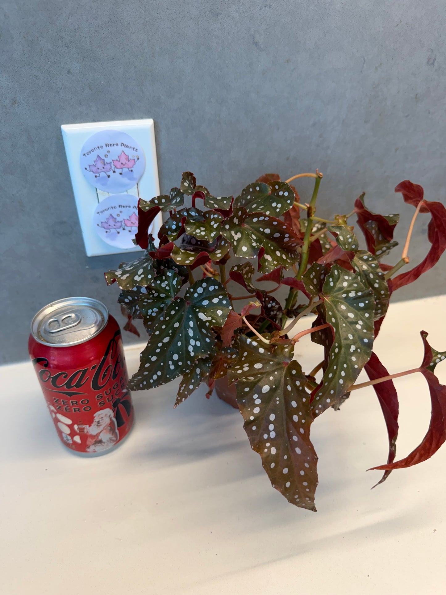🌿Begonia Donna(mother plant)