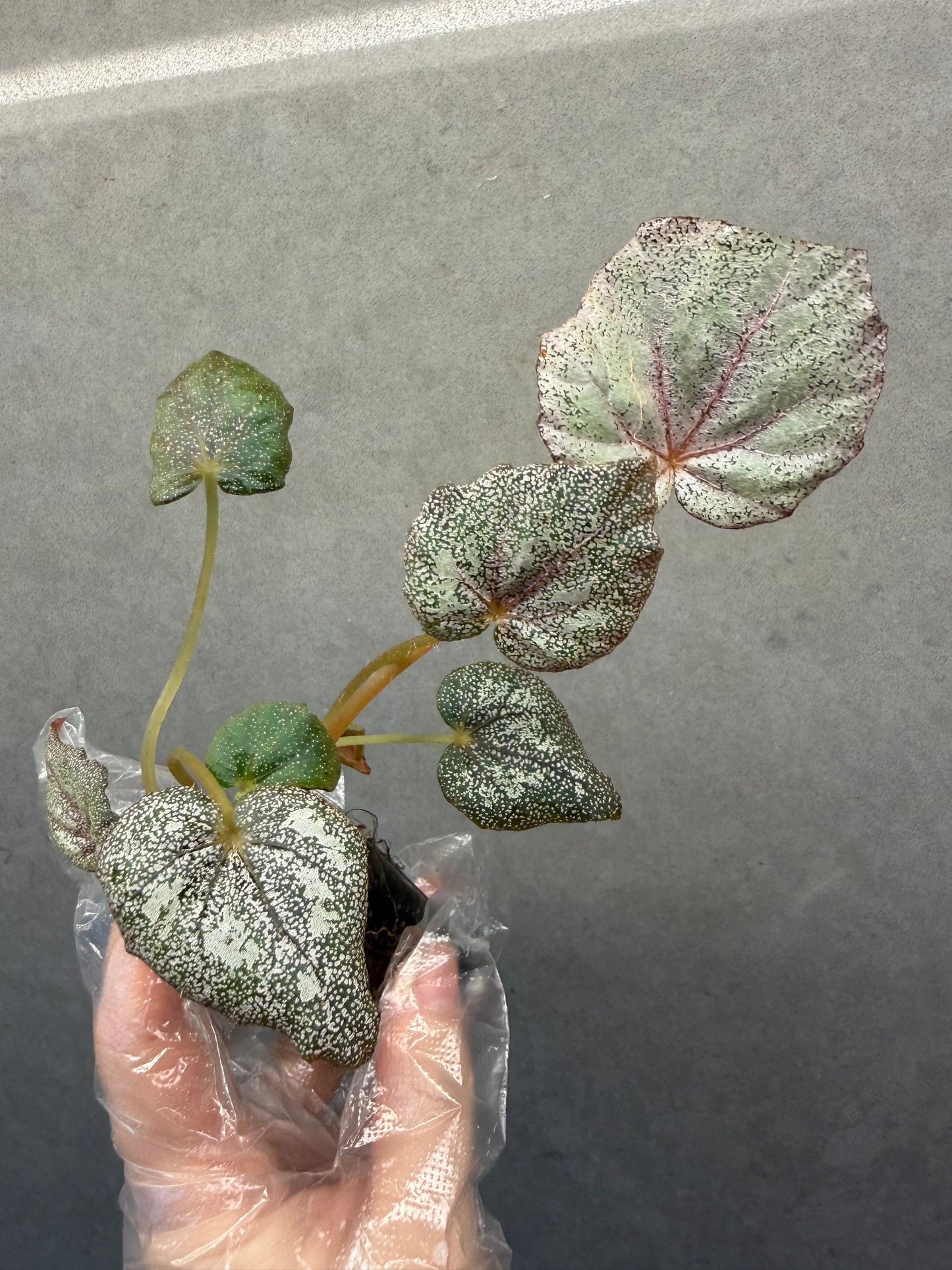 🌿 Begonia 'Margaret'