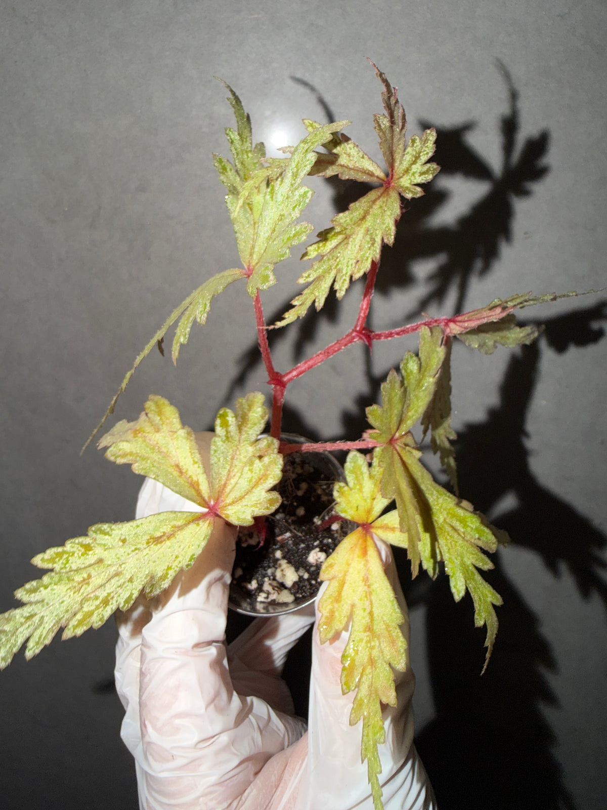 🌿Begonia polilloensis x rajah