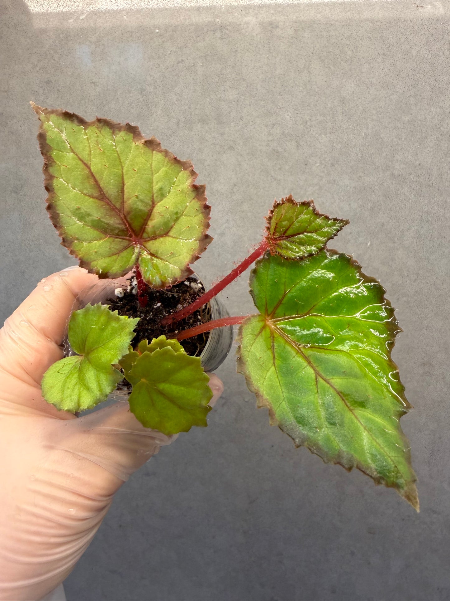 🌿Begonia 'Miss Louisiana