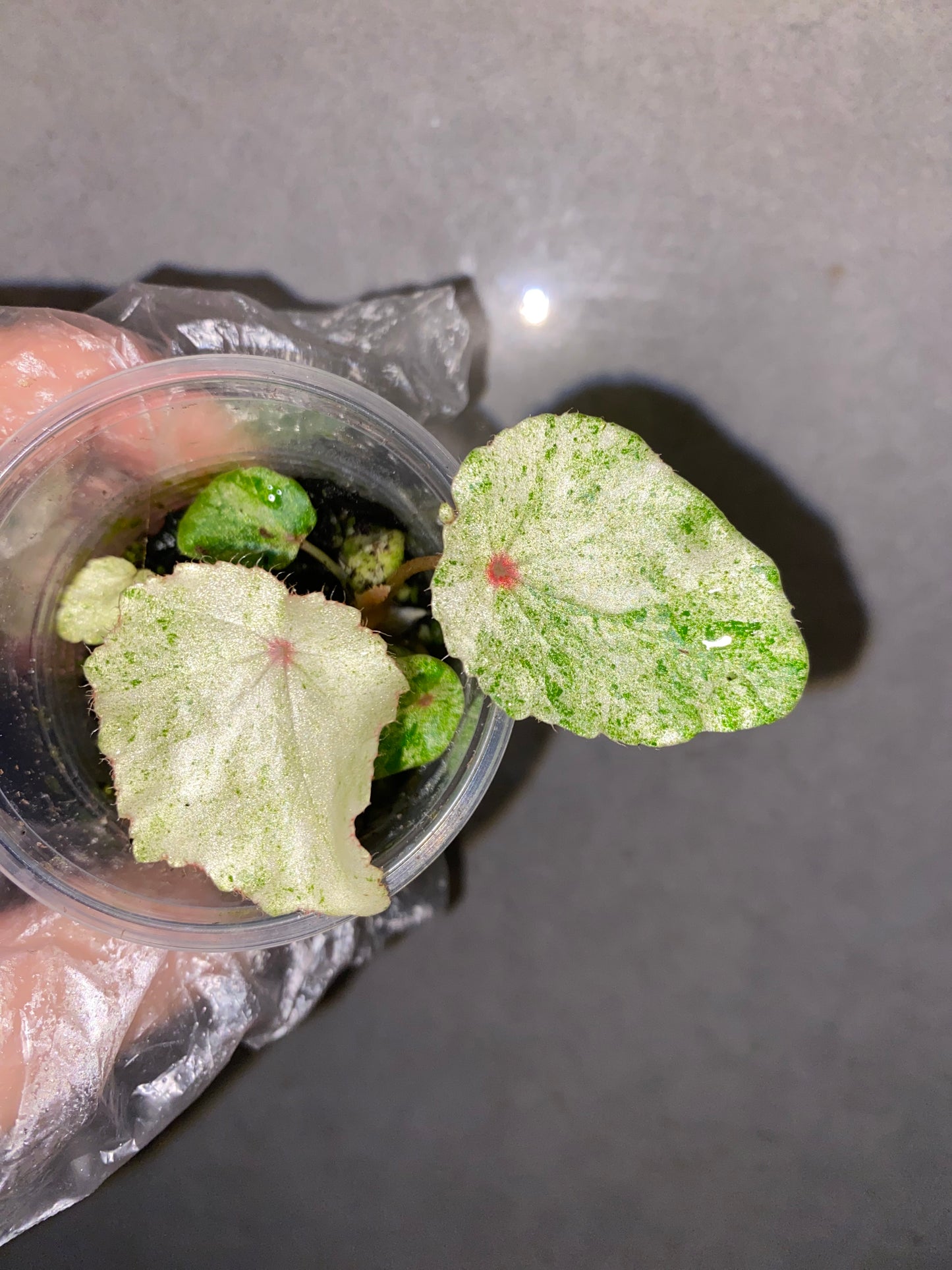 🌿 Begonia 'Rouge' Variegated