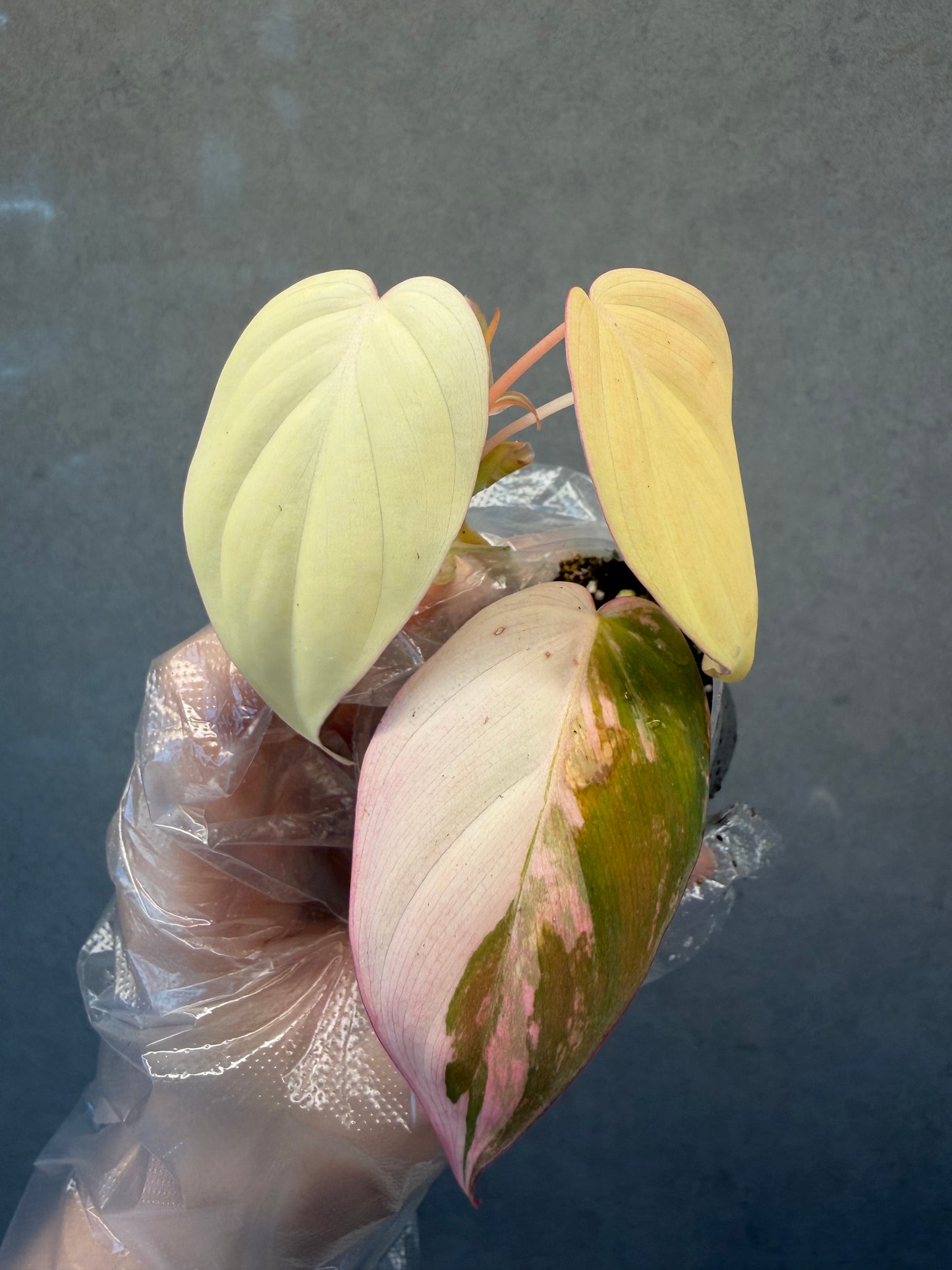 🌿Philodendron Micans Variegated