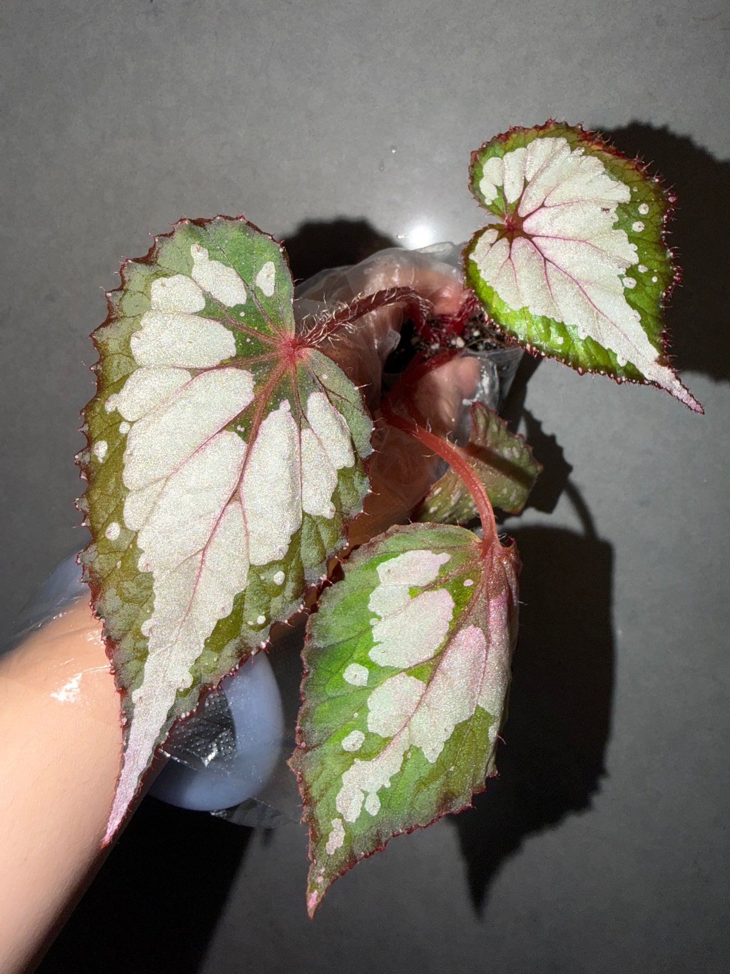 🌿Begonia Rex hybrid ’Blue-Green‘