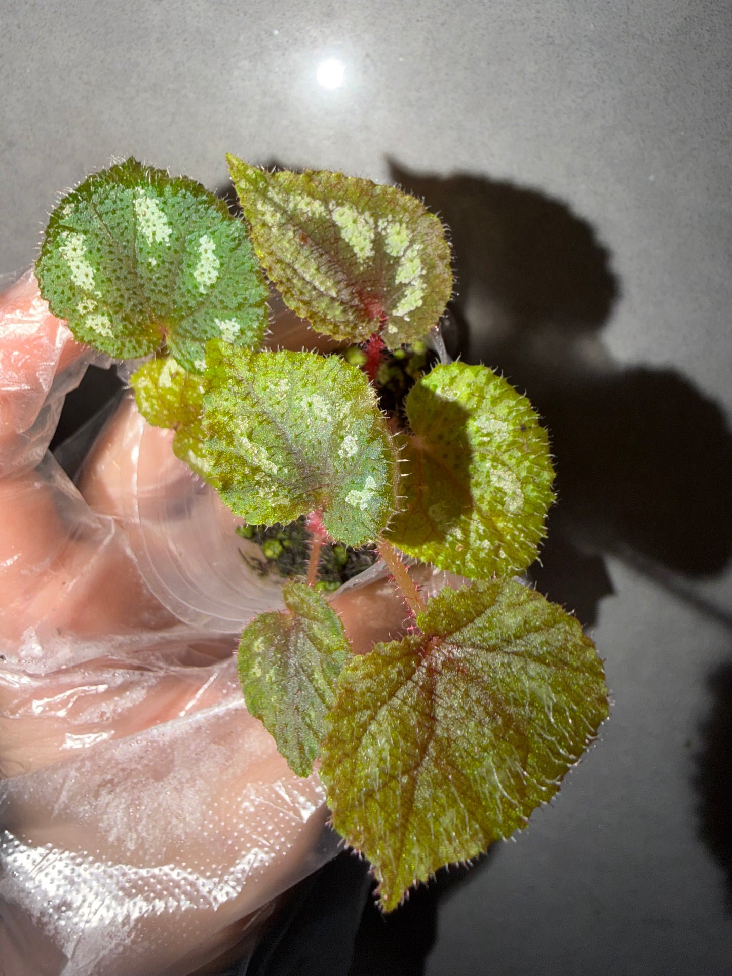 🌿Begonia picturata