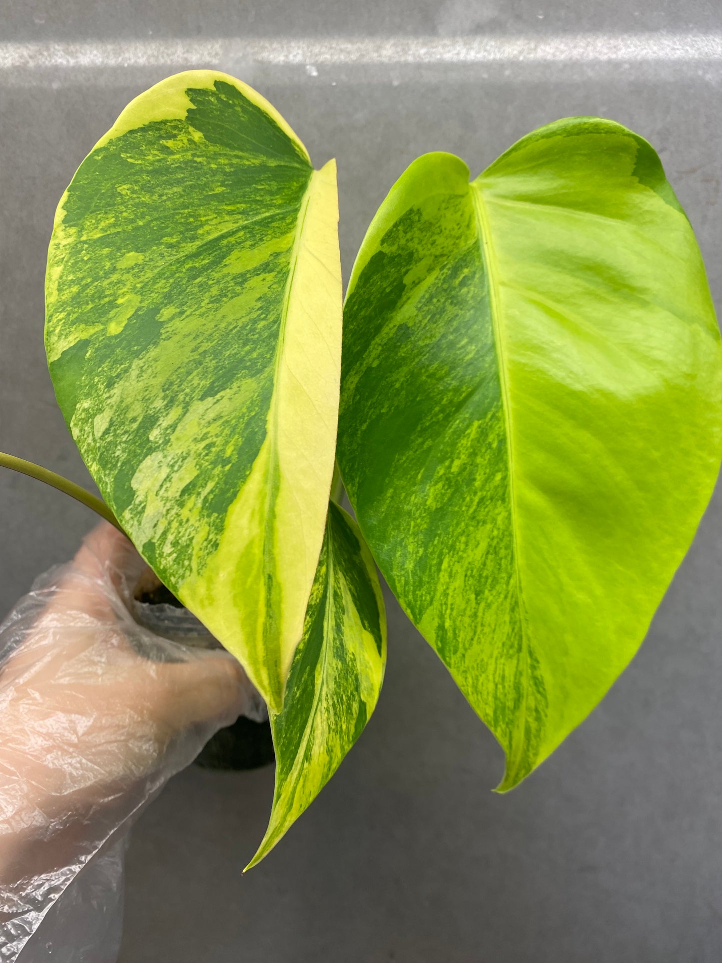 ๐ฟ Monstera Aurea