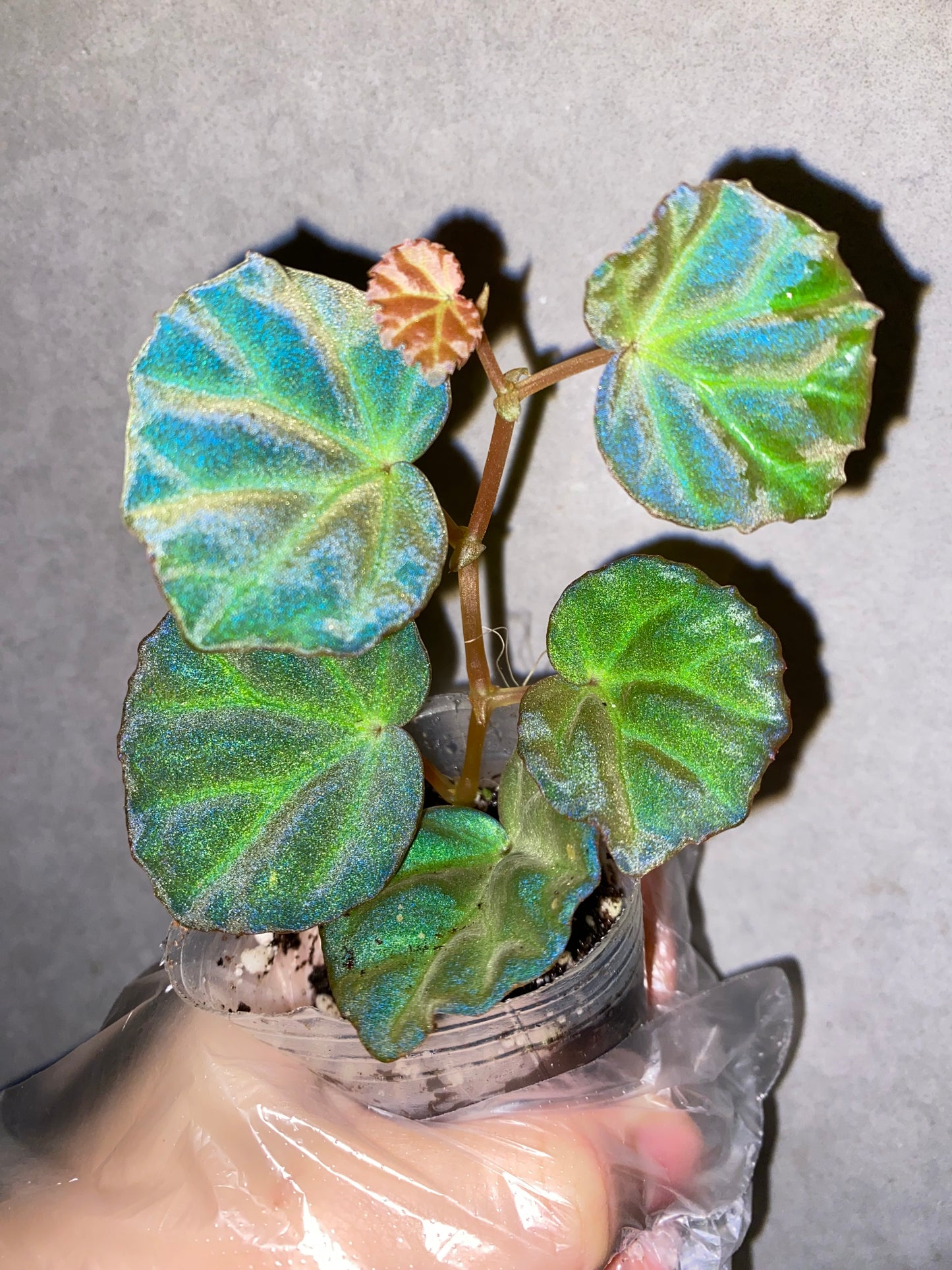 ๐ฟ Begonia sp. Sarawak