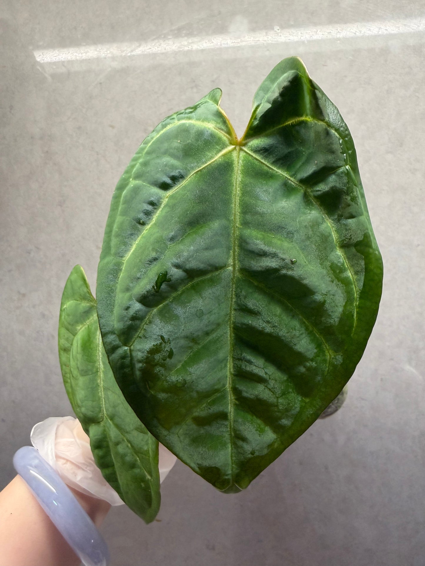 🌿 Anthurium Bvep × red Crystallinum * Kos
