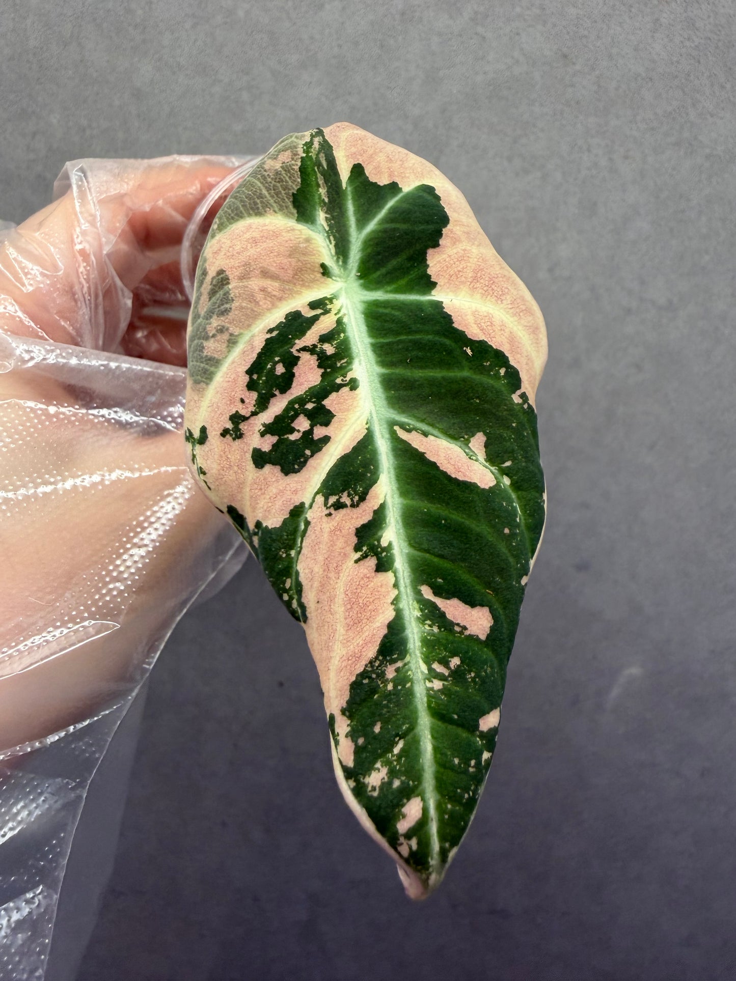 🦢Alocasia Black Velvet PinkVariegated