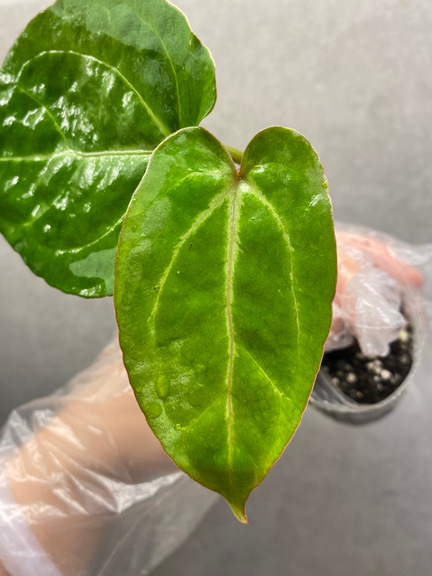 🌿 Anthurium KOS × Red Crystallinum × Bvep