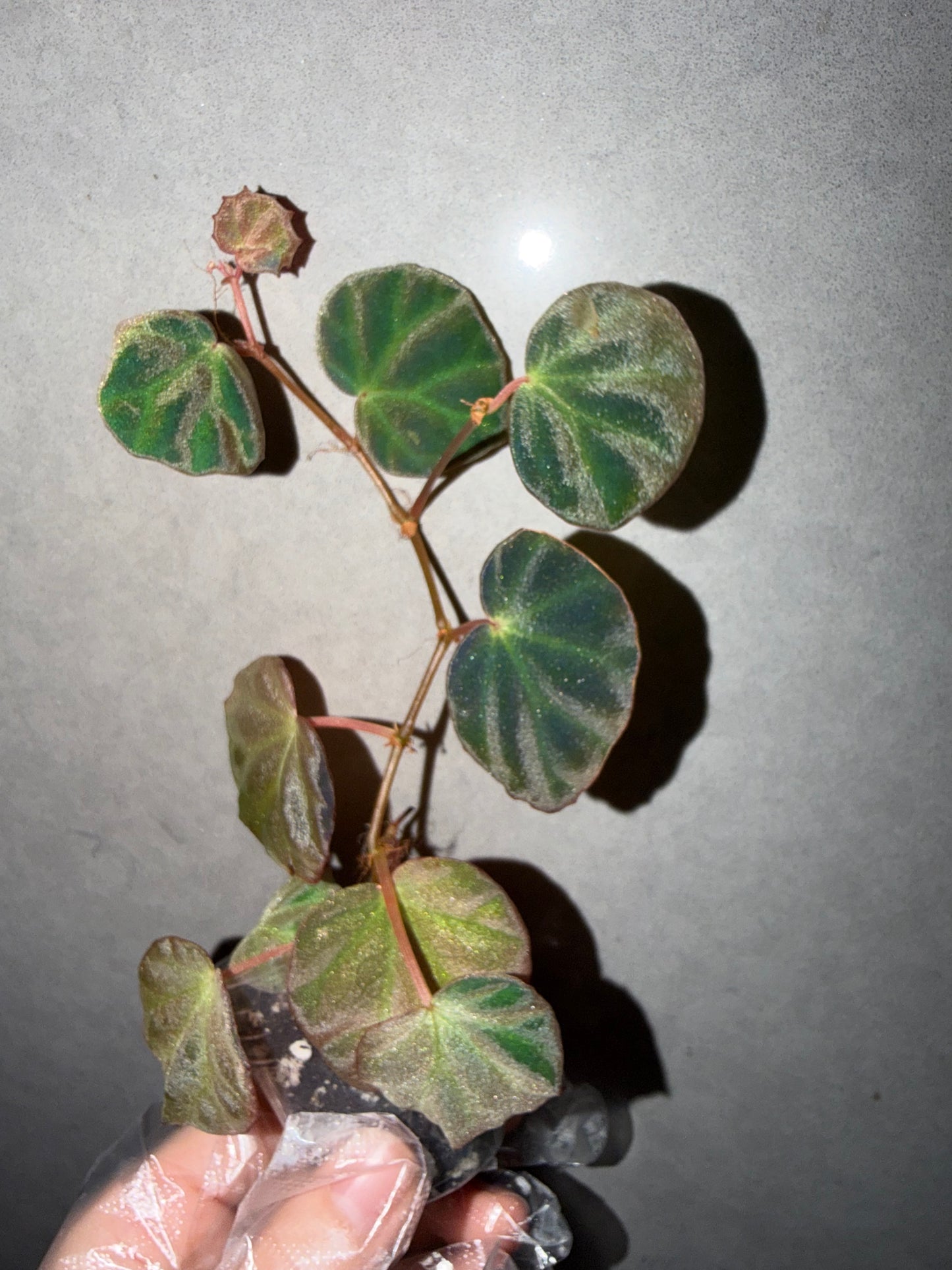 🌿 Begonia sp. Sarawak