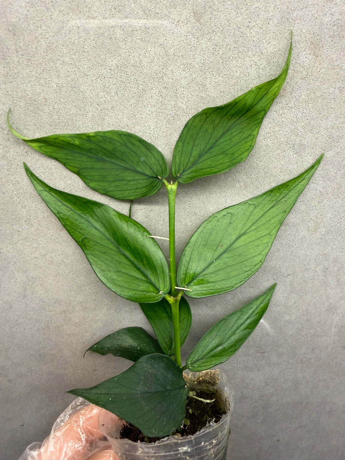 🌿Hoya Polyneura