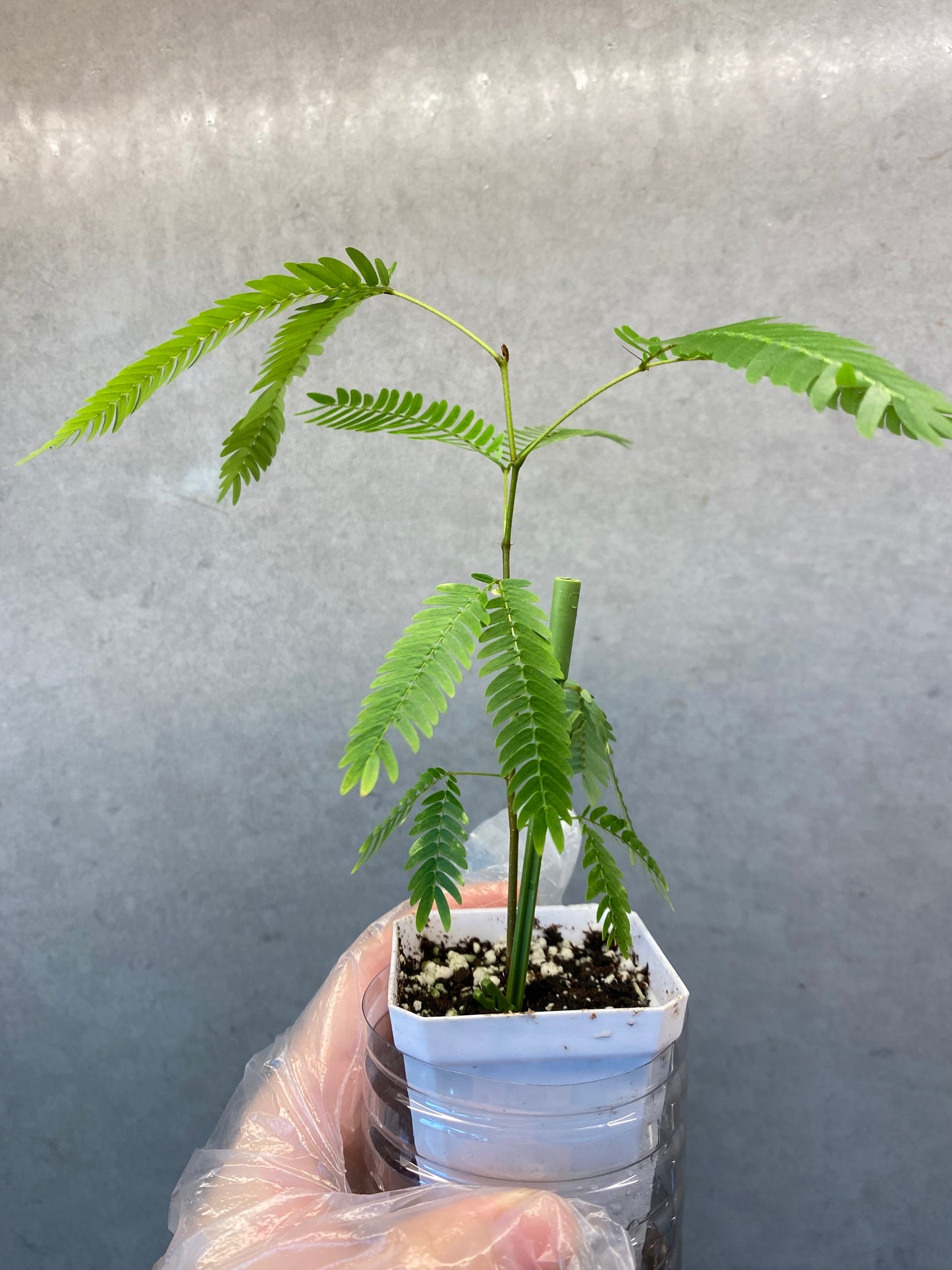 ๐ฟ Cojoba arborea
