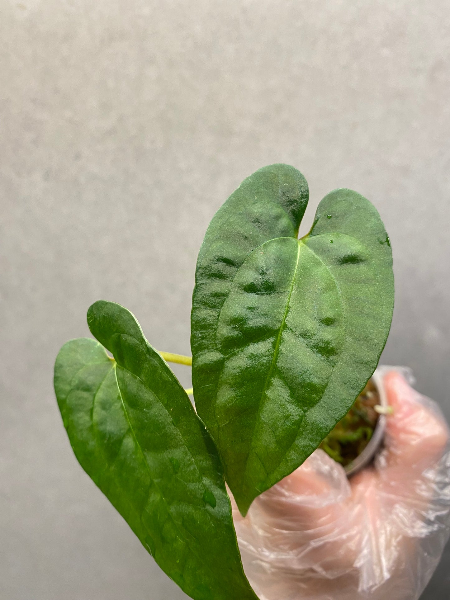 🌿 Anthurium Ace of Spades × Papi