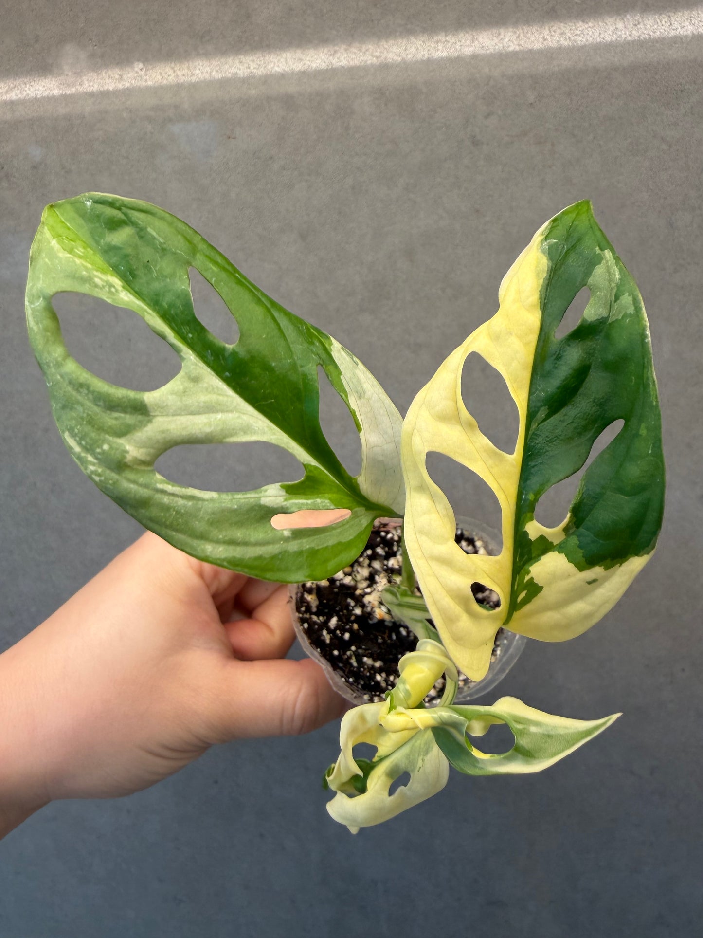 🌟 Monstera adansonii 'Albo Variegated'