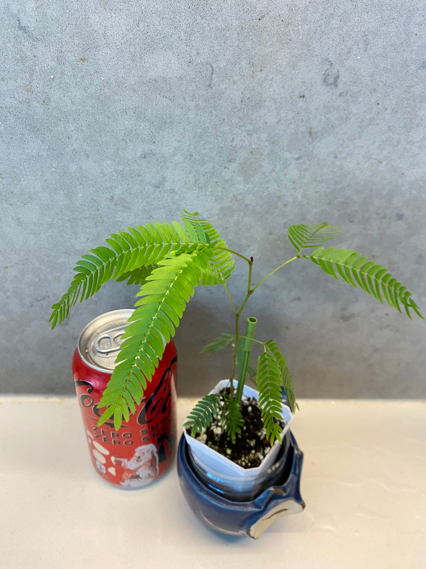 ๐ฟ Cojoba arborea