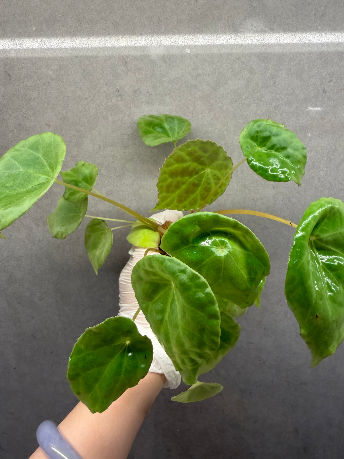 🌿 Begonia natunaensis