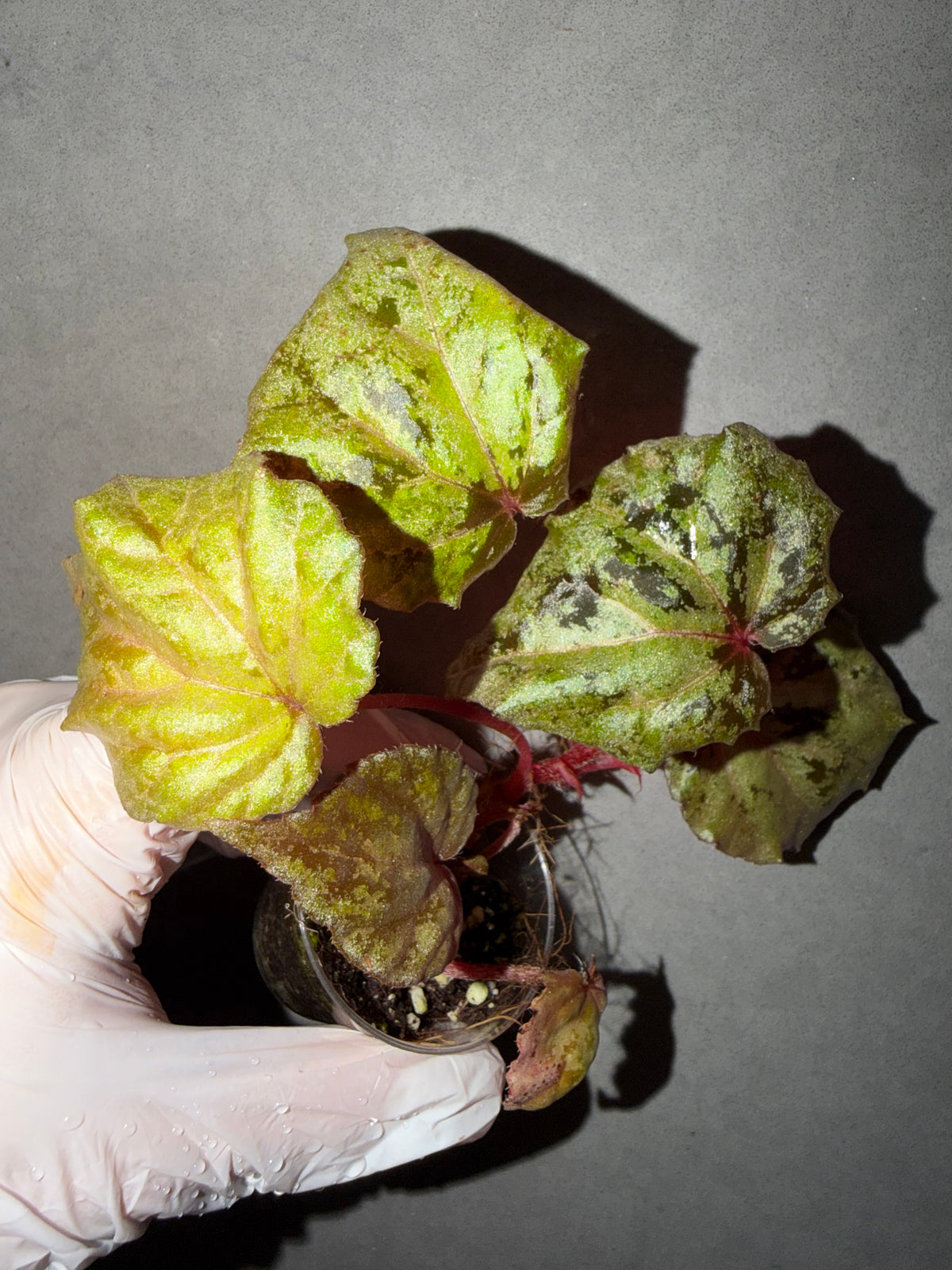 🍫Begonia ‘Chocolate Milk’