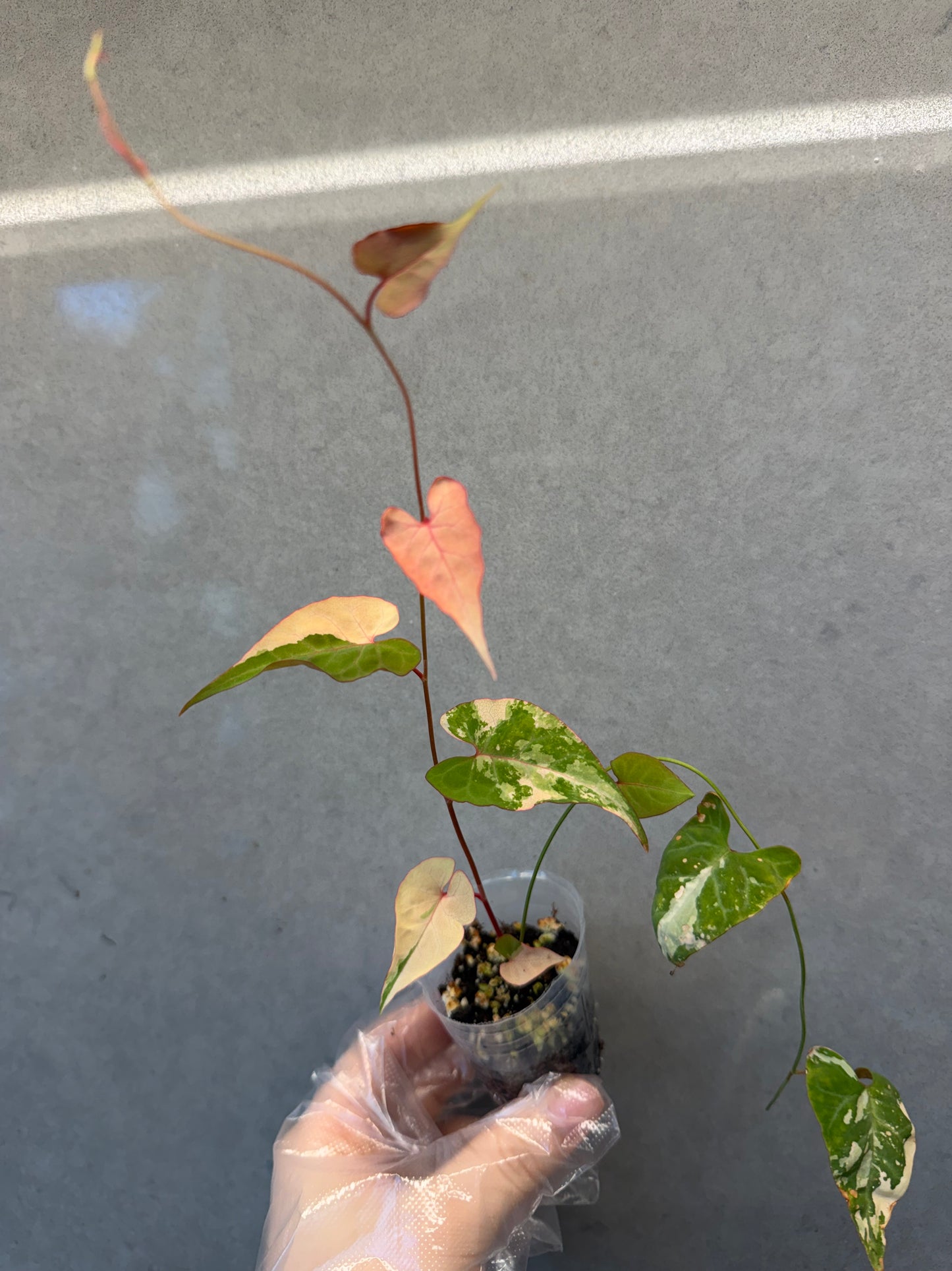 🌸Fallopia multiflora var.
