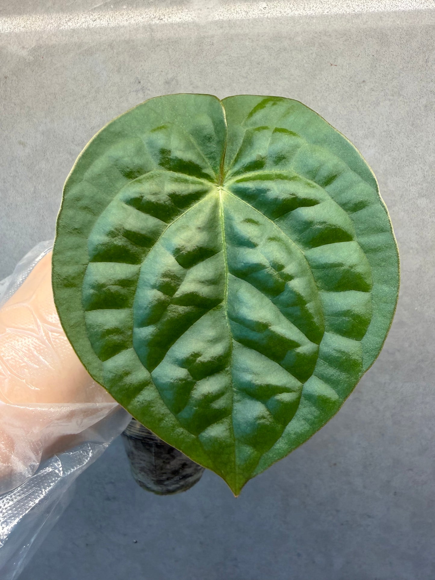 🌿 Anthurium Luxurians * Anthurium Black Crystallinum