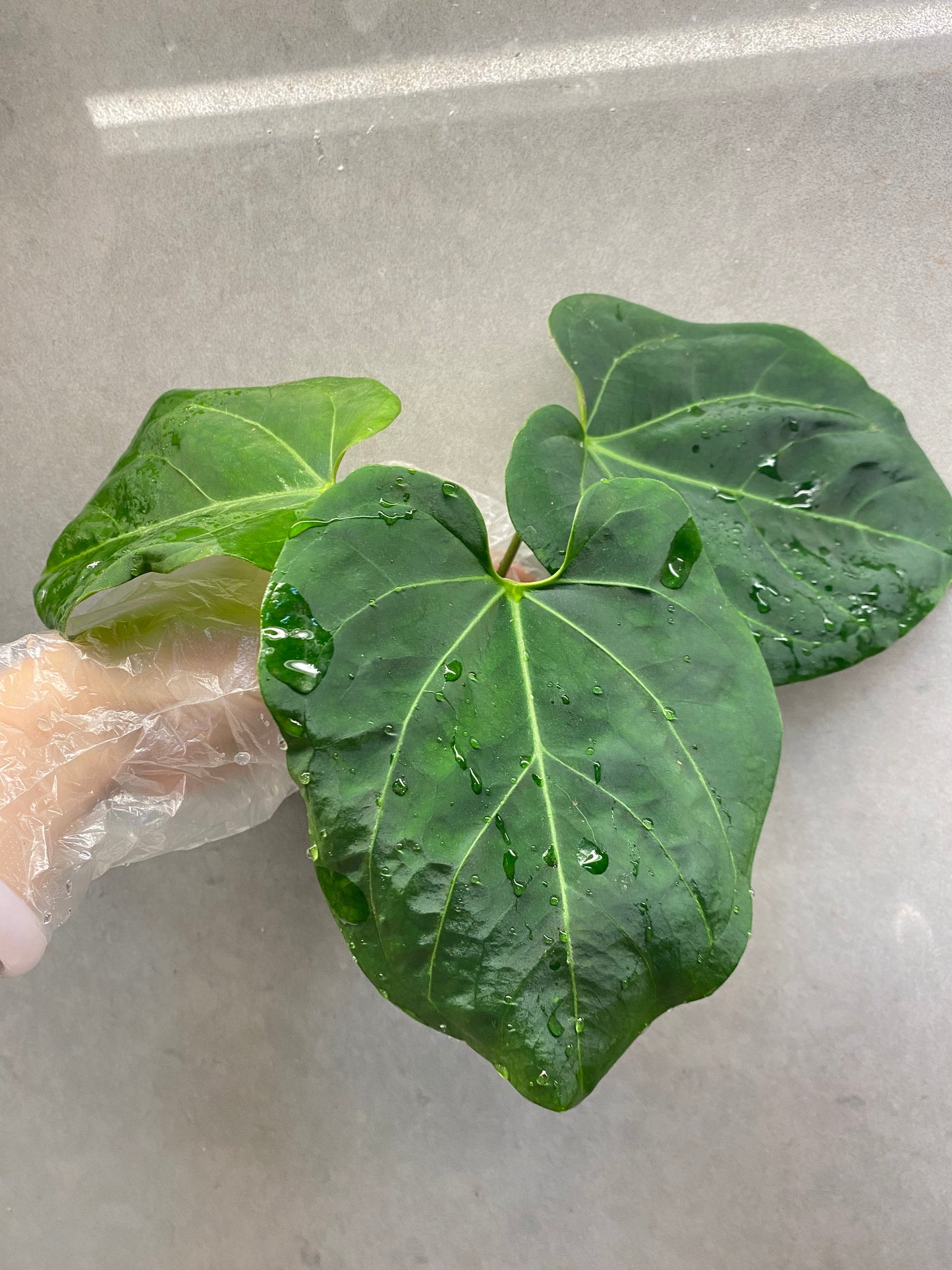 🌿 Anthurium KOS × Papi