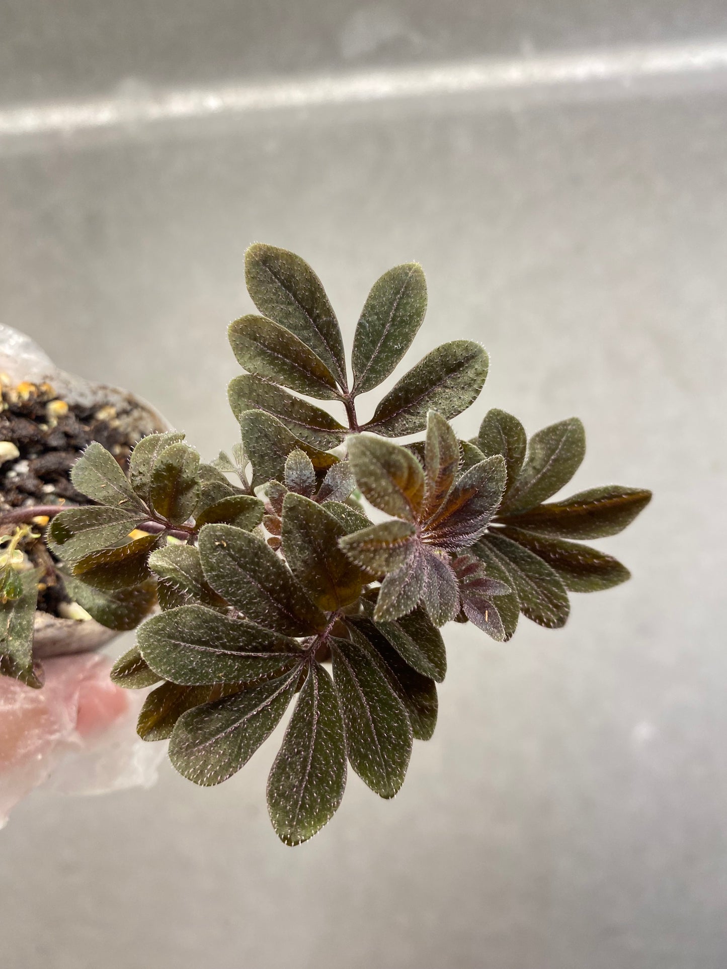 ๐ฟ Solanum uleanum