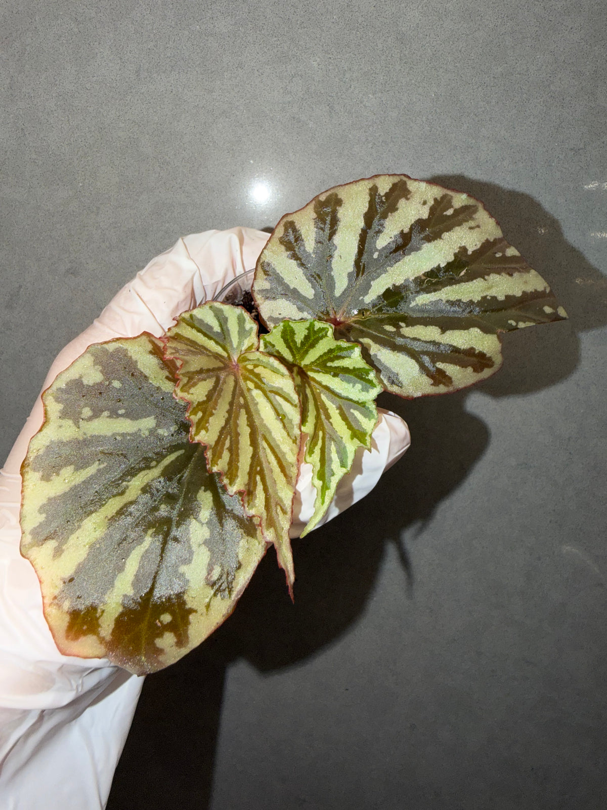 🌿Begonia sp. Irian Jaya (U682)