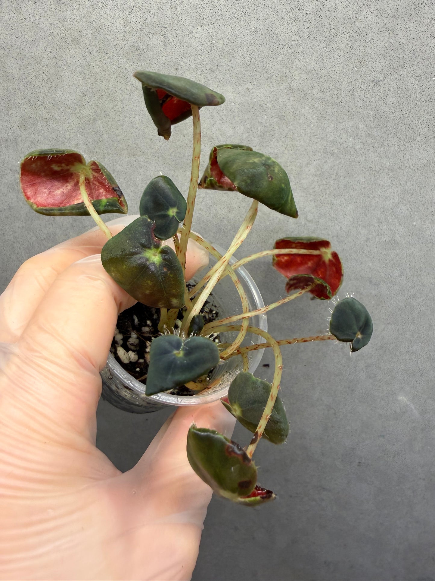 🌿Begonia Maguanensis