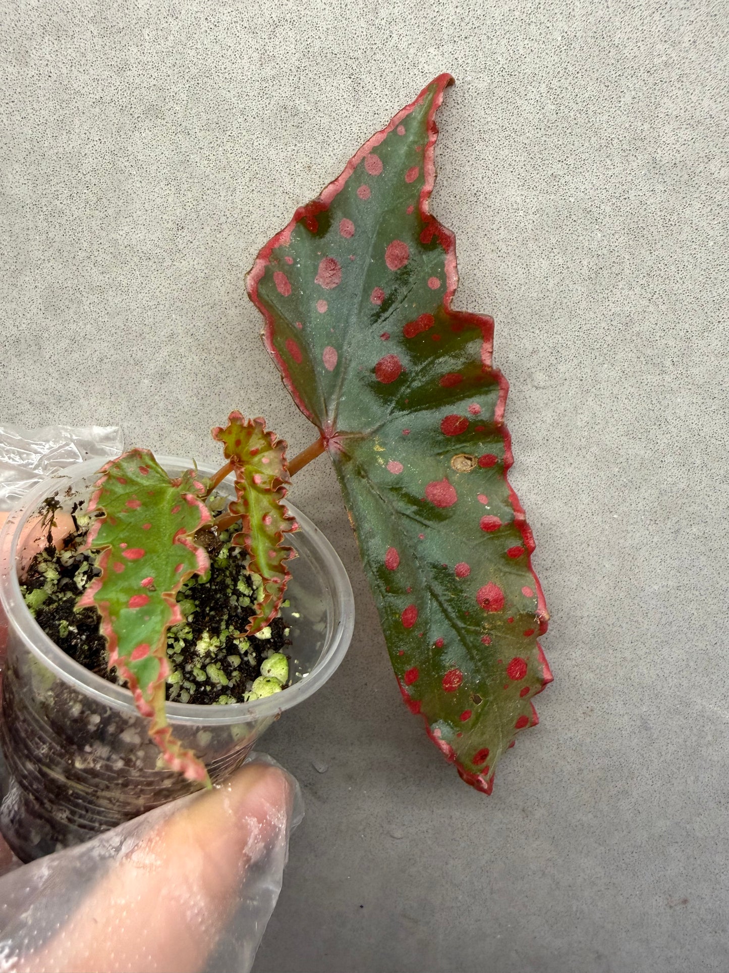 🌿 Begonia Darthvaderiana × Amphioxus