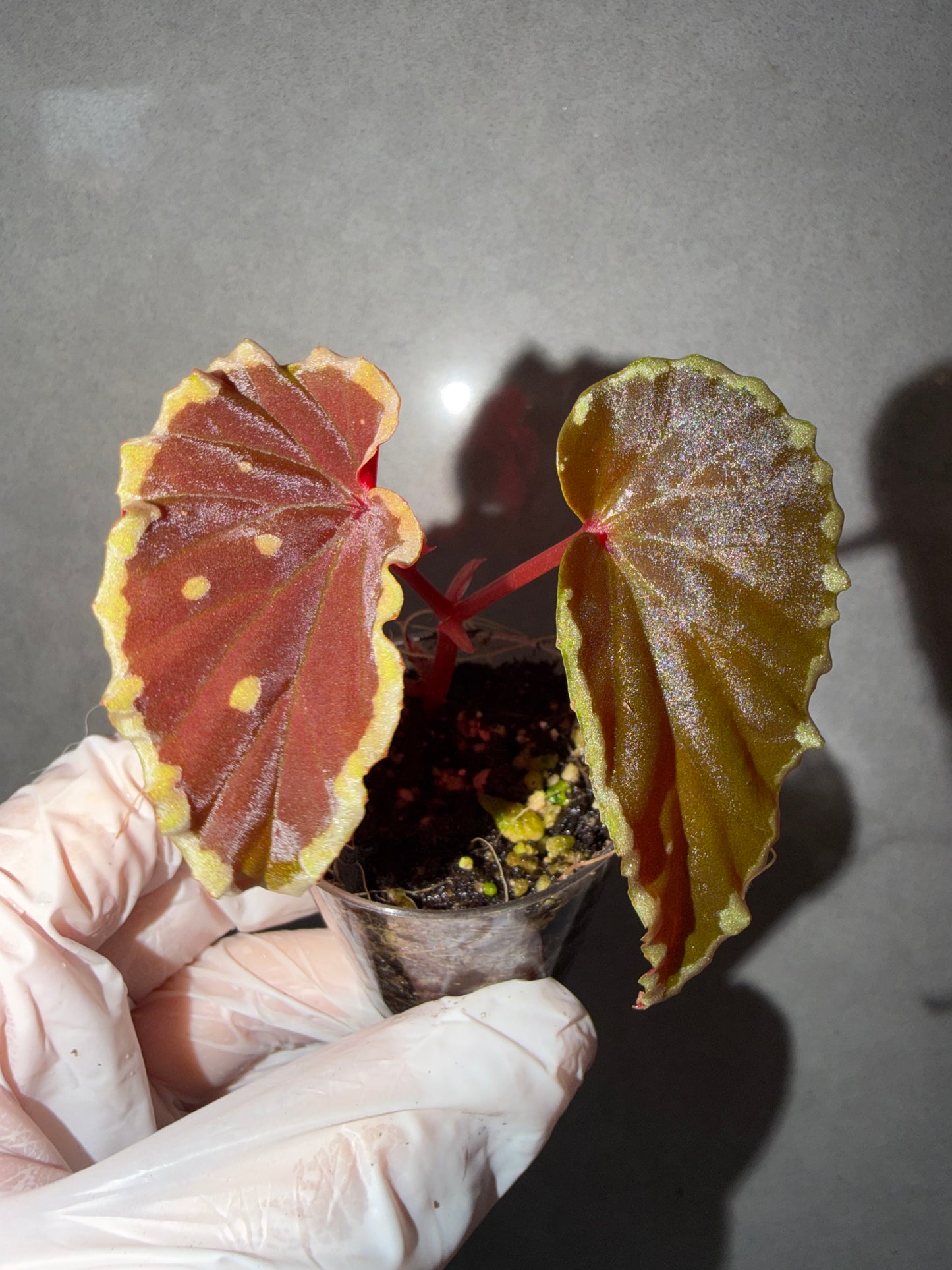 🥷Begonia Darthvaderiana(Green Spot)