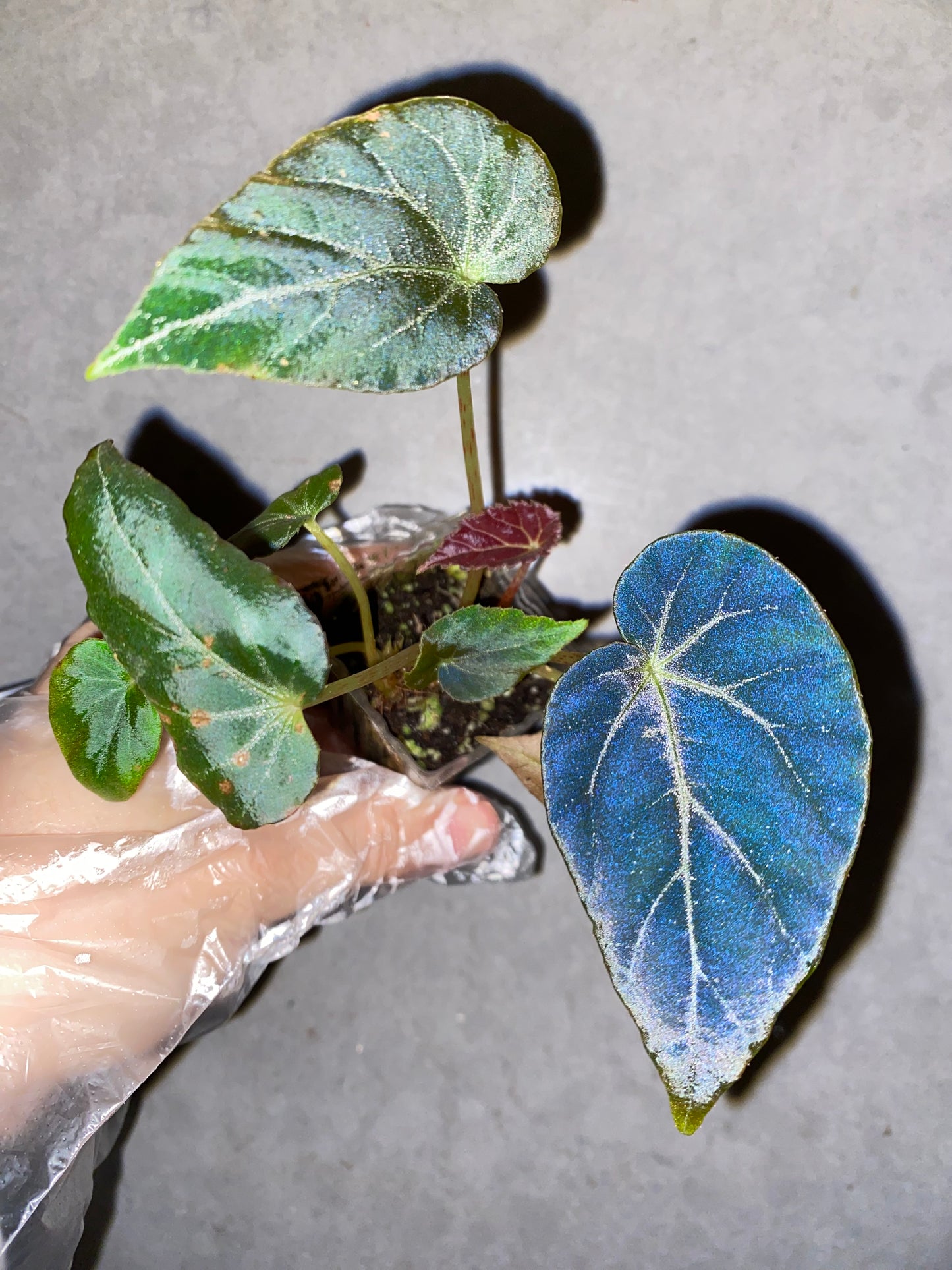🌿 Begonia burkillii Black Form