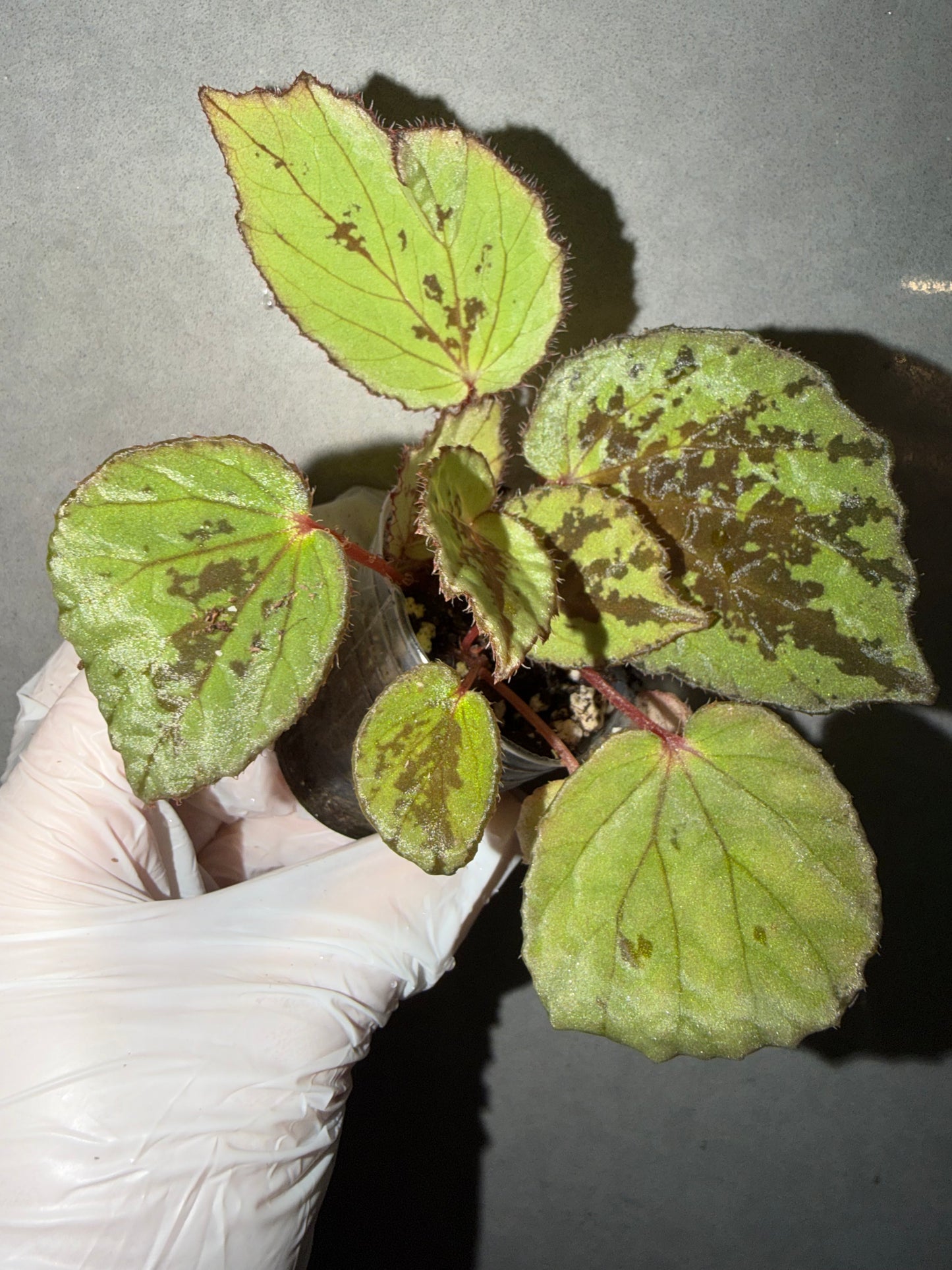 🌿 Begonia aketajawensis (Green)