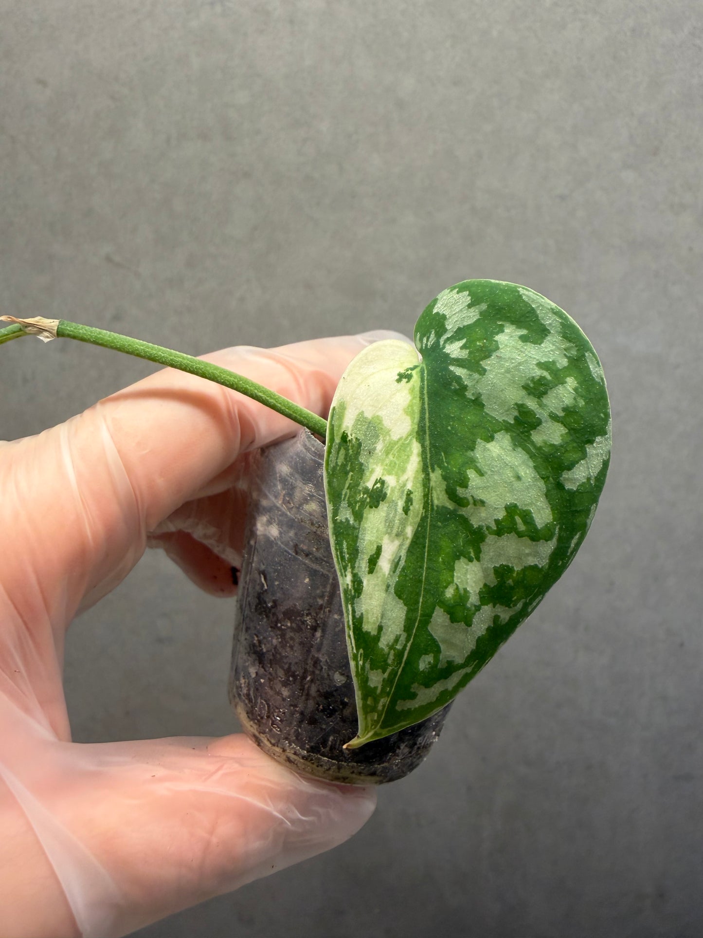 🌿Scindapsus mayari variegated