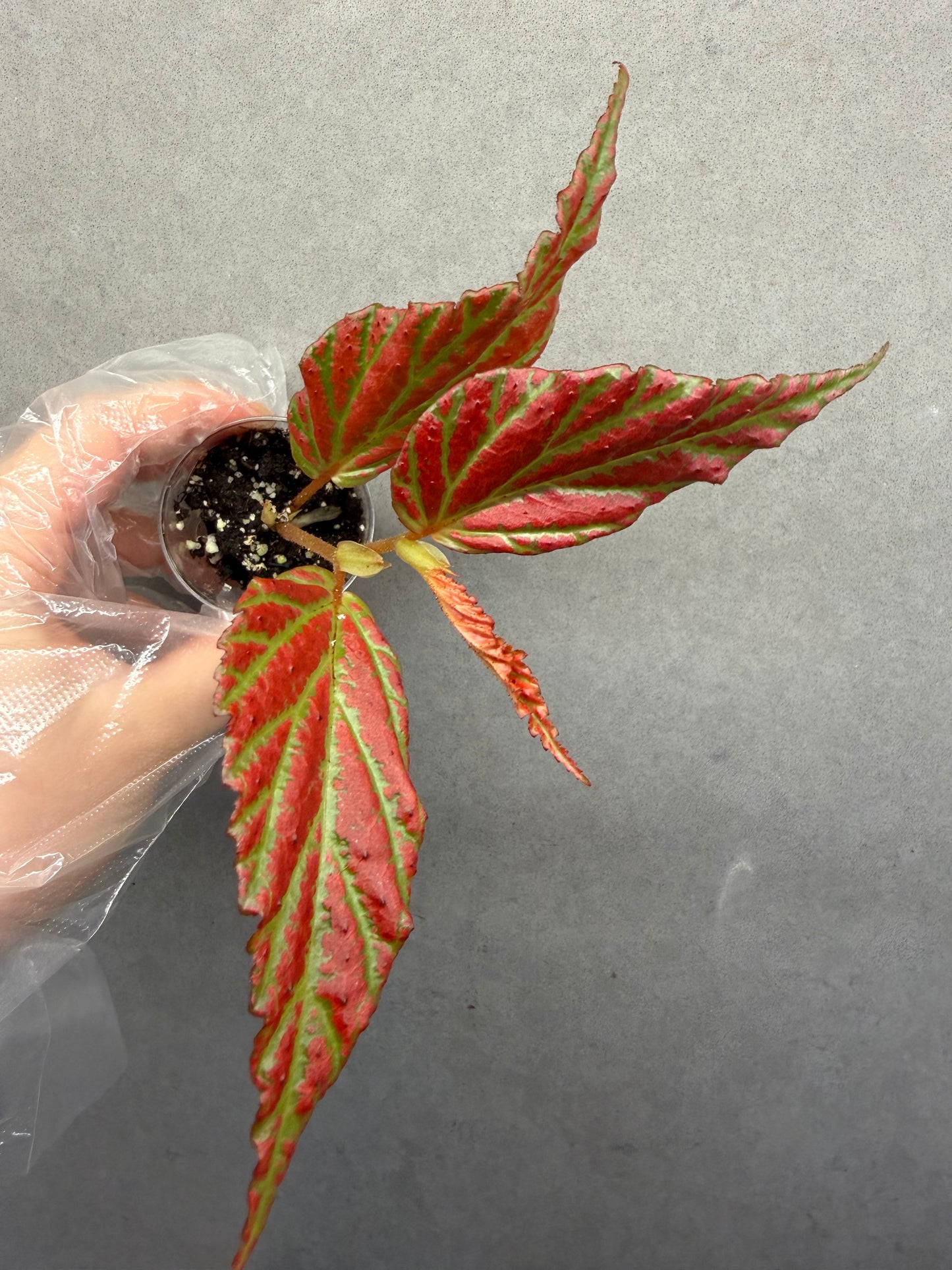 🌿Begonia sp. “Sabah Pink”
