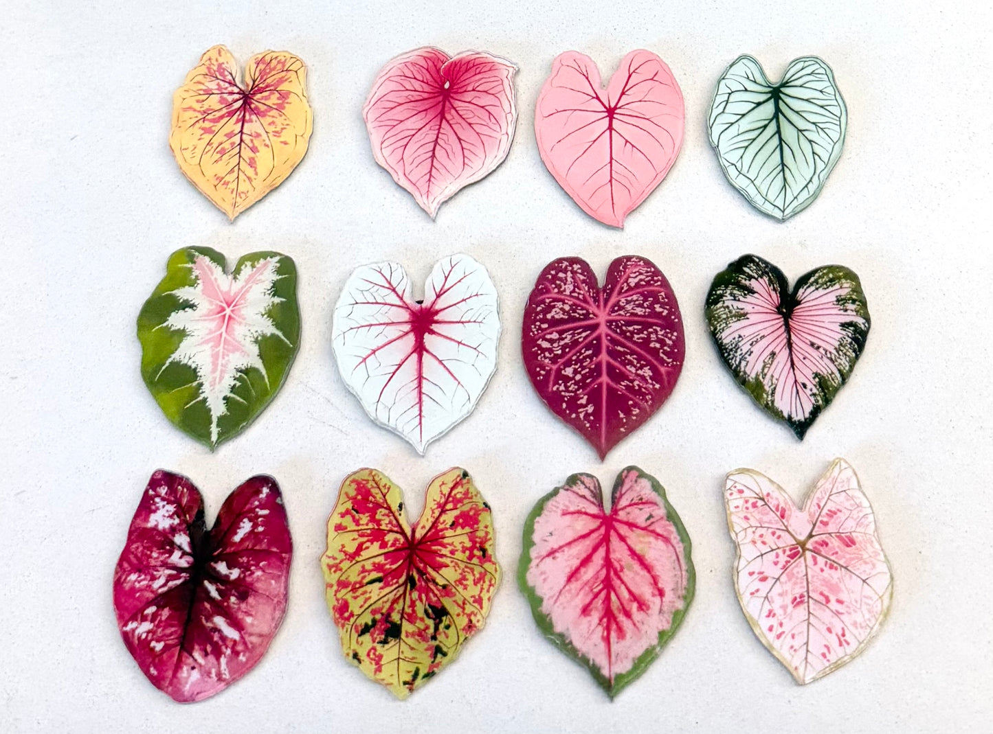 Caladium fridge magnet(Only redeem pls do not buy)sent randomly