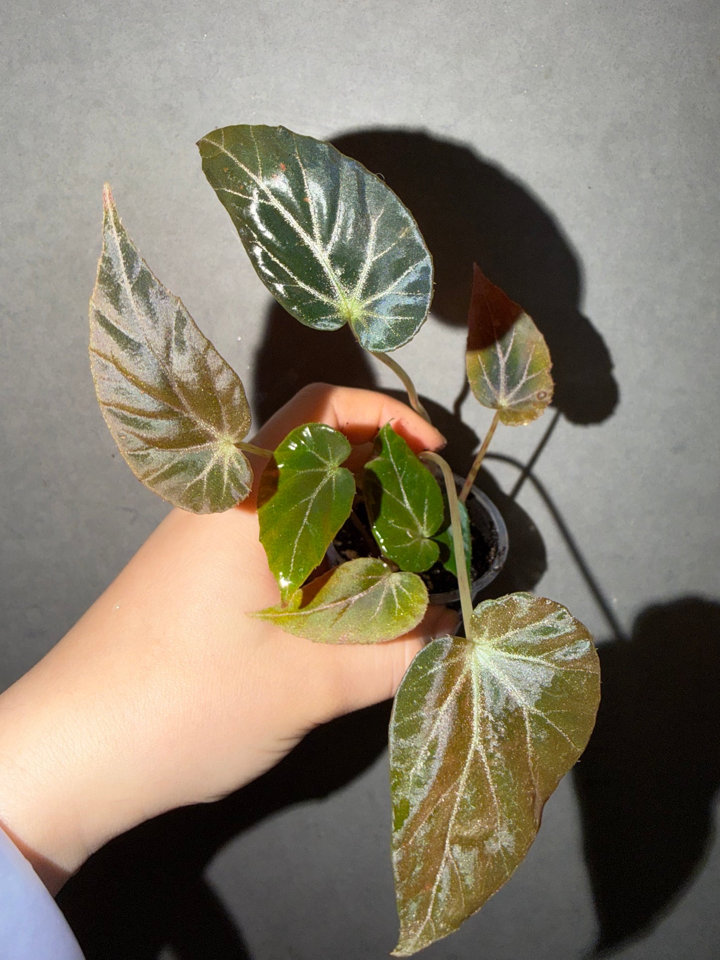 🌿 Begonia burkillii 'Black Form'